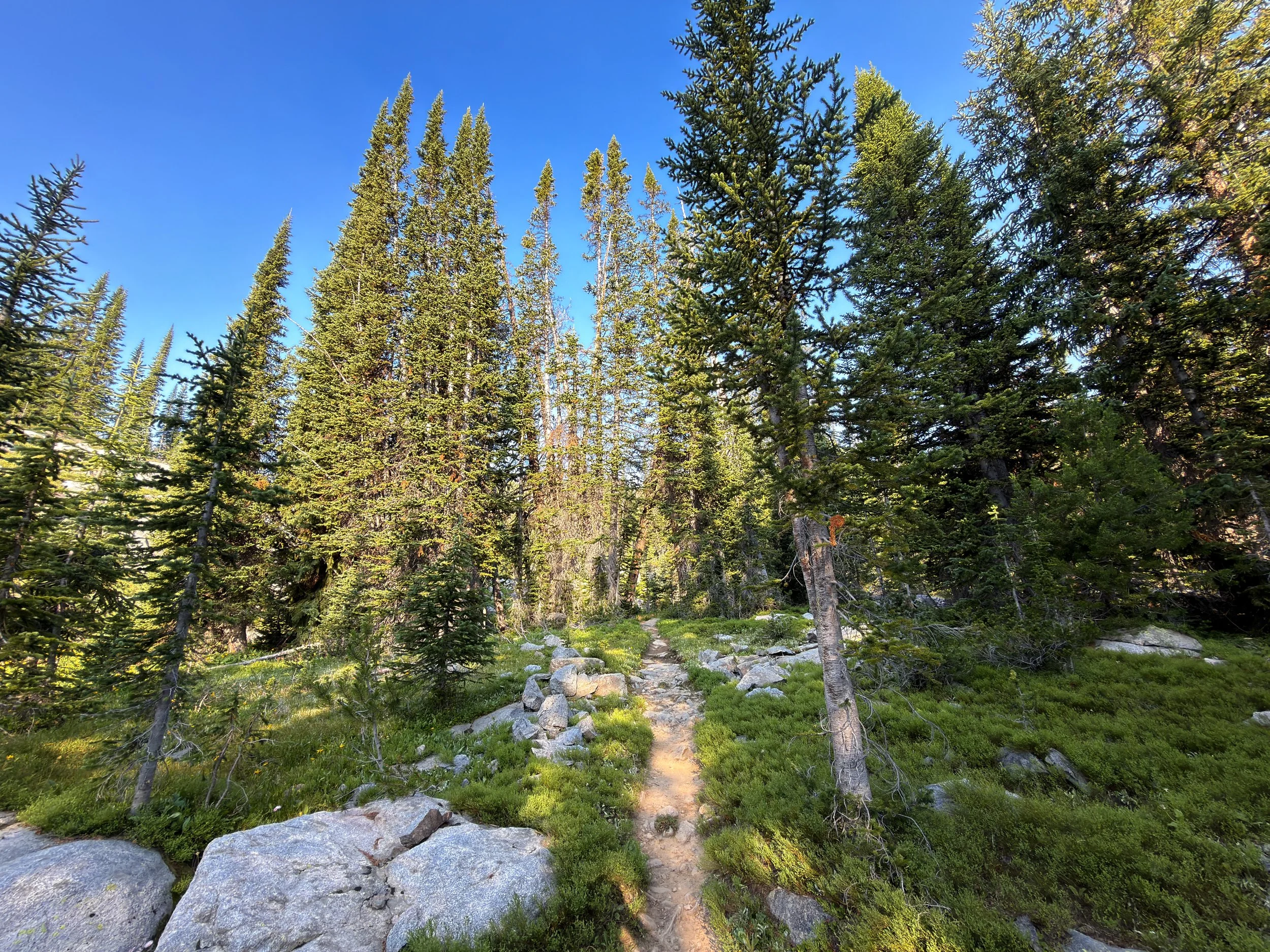 Beaten Path Trail Beartooth Mountains Montana