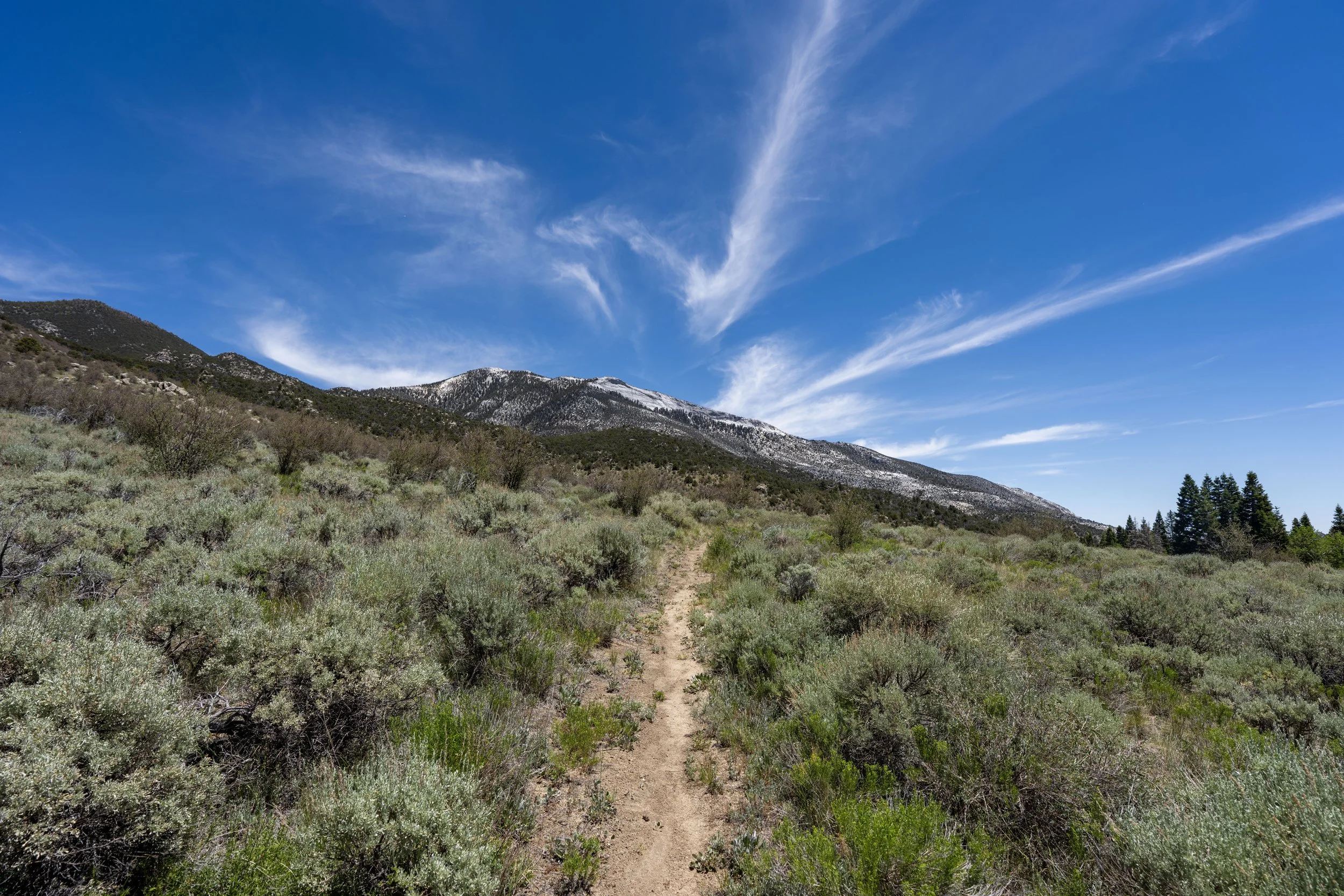 Serviceberry Loop Trail Great Basin National Park Nevada