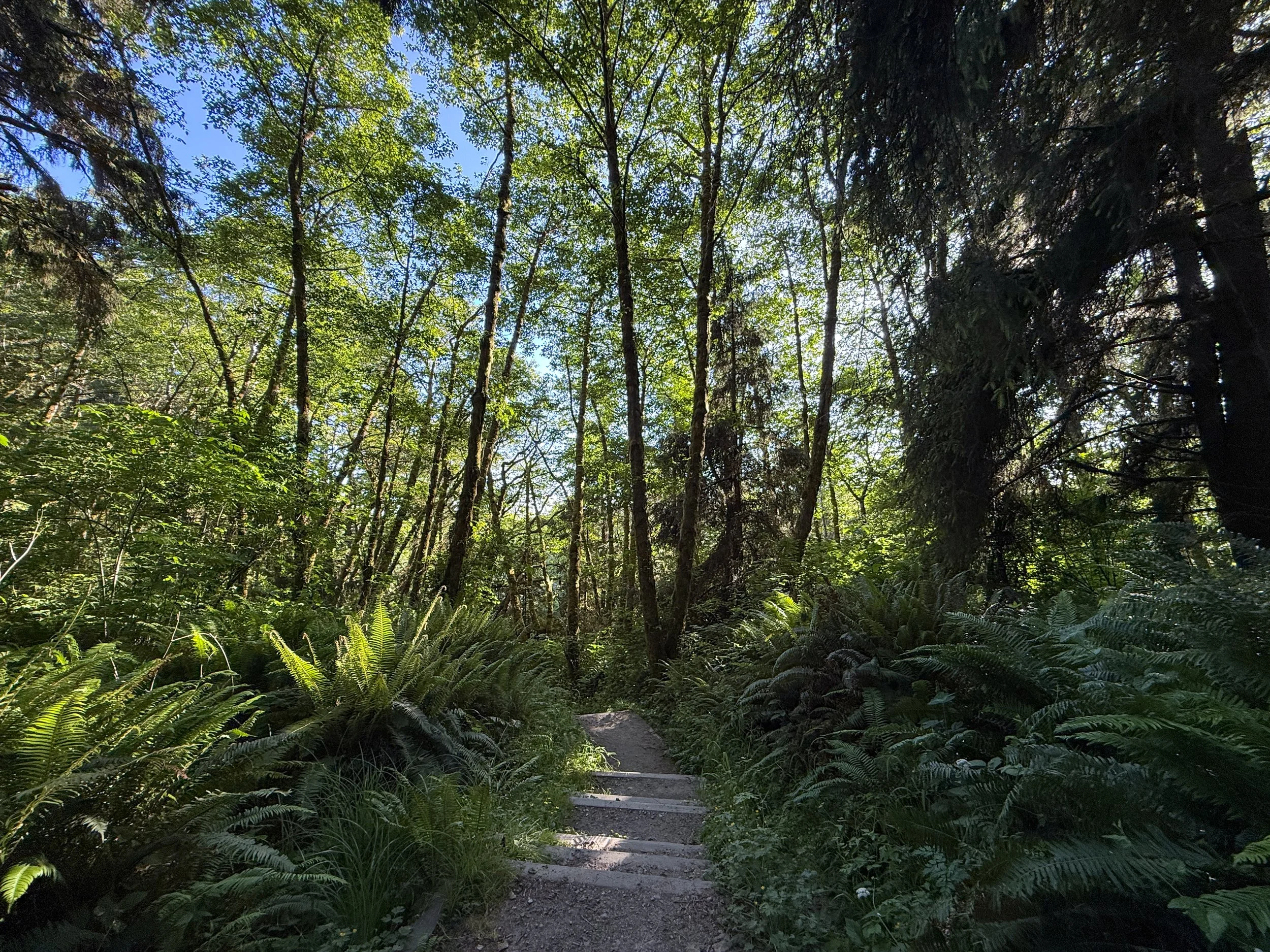 Fern Canyon Trail Prairie Creek Redwoods State Park California