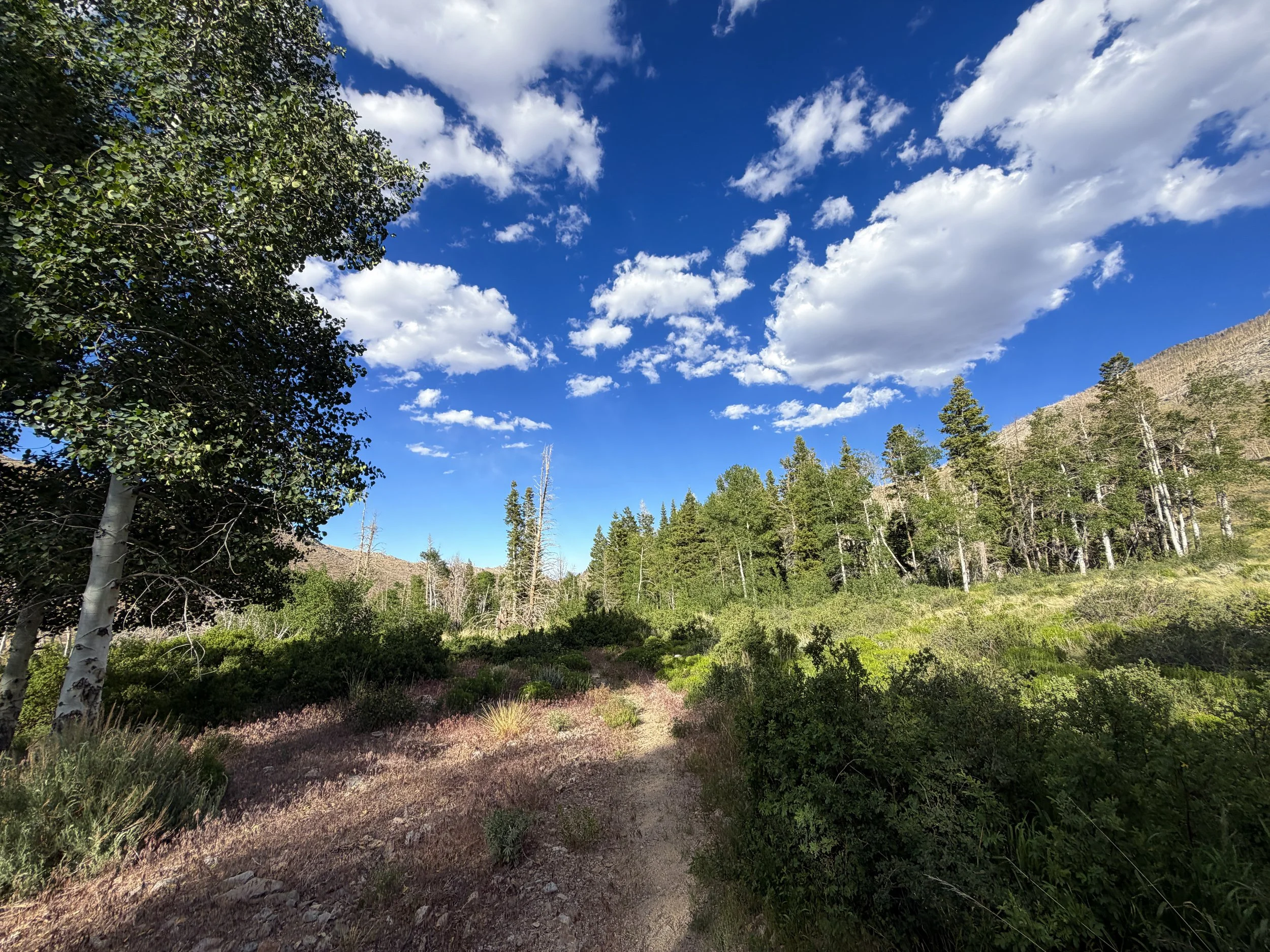 Sage Steppe Loop Trail Great Basin National Park Nevada