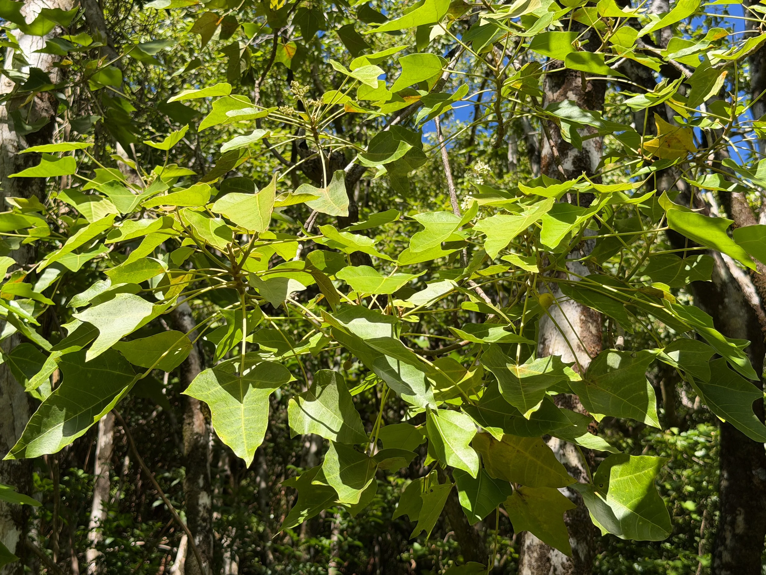 Kukui Aleurites moluccanus