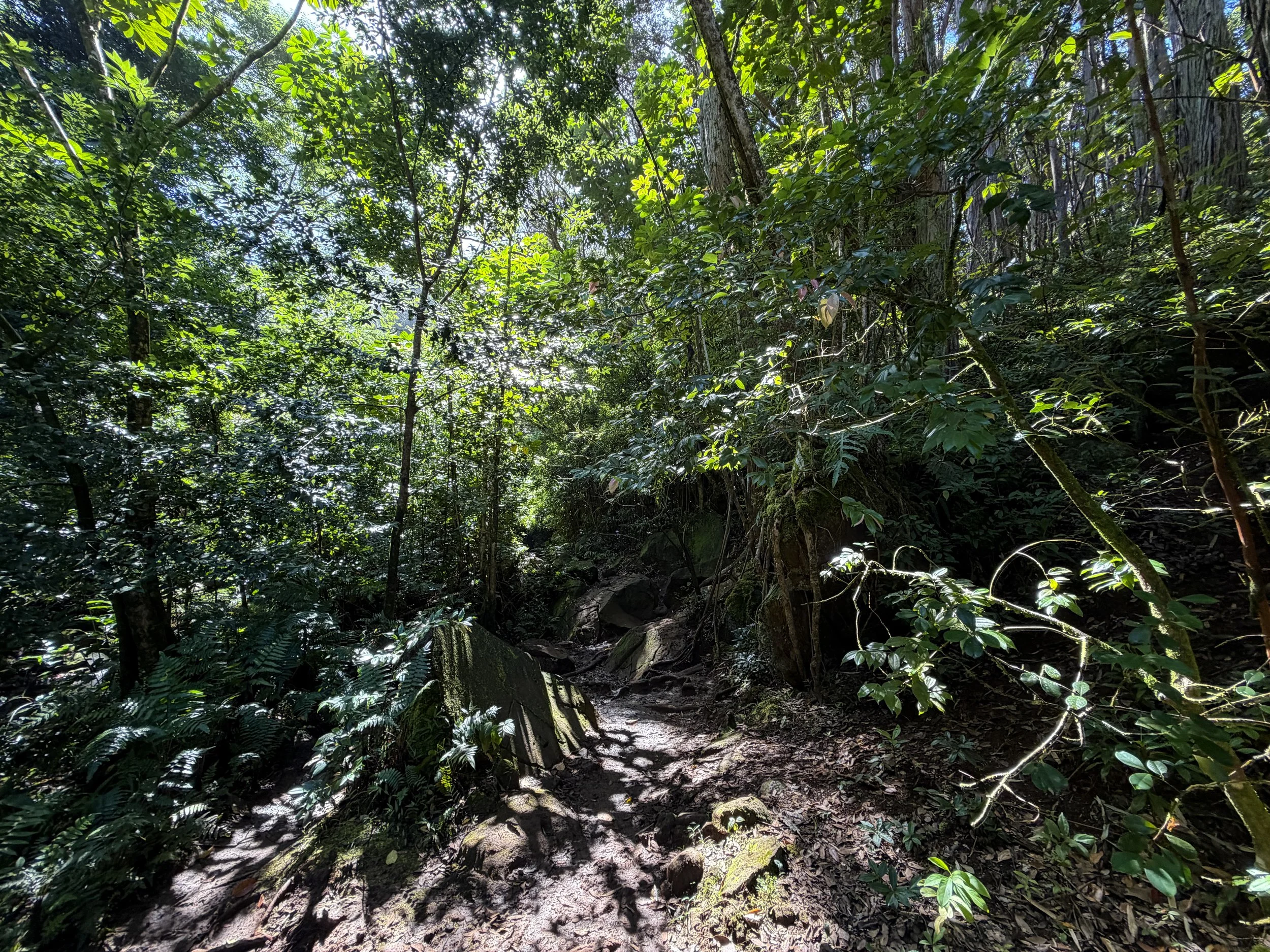 Judd Trail Oahu Hawaii
