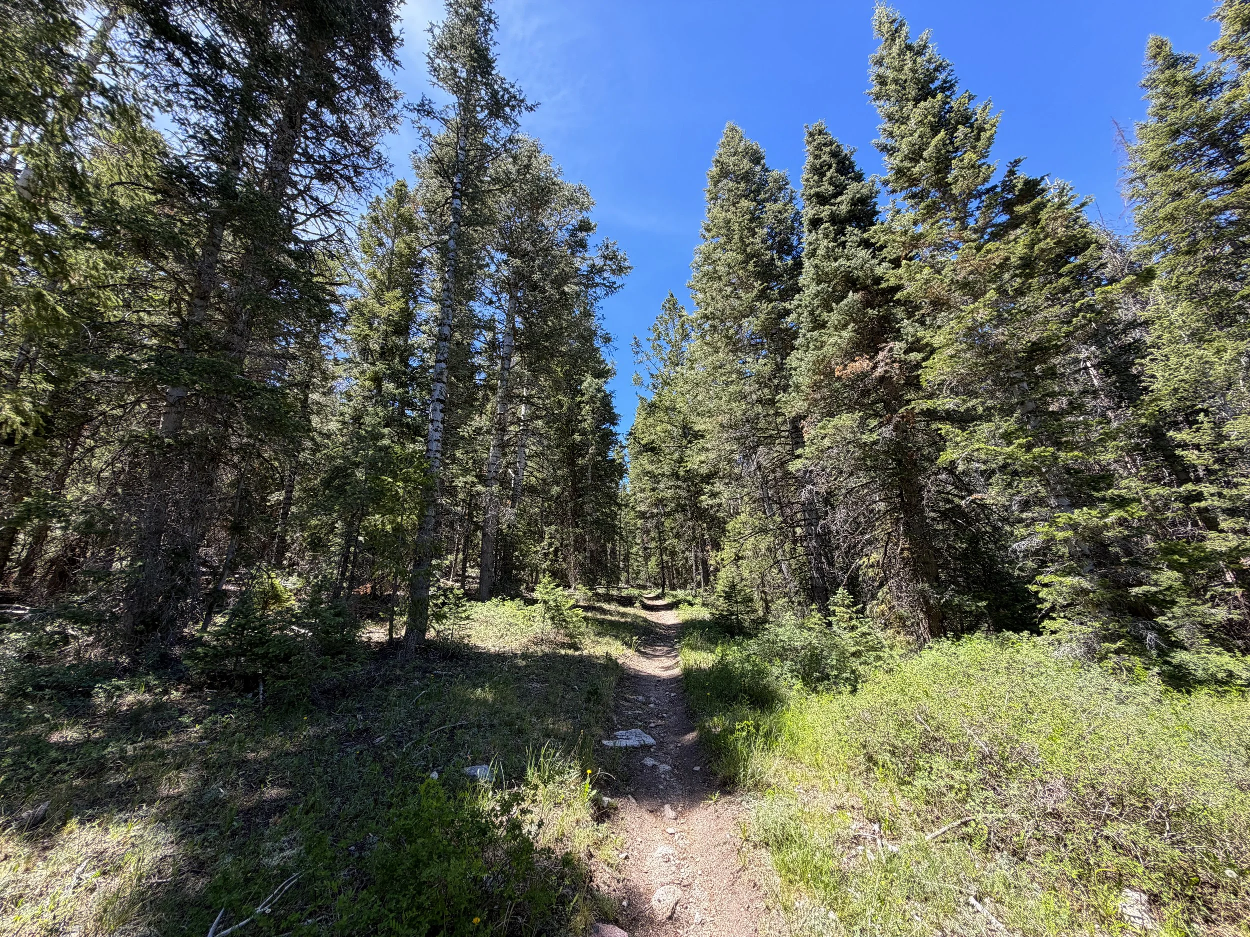Timber Creek Loop Trail Great Basin National Park Nevada