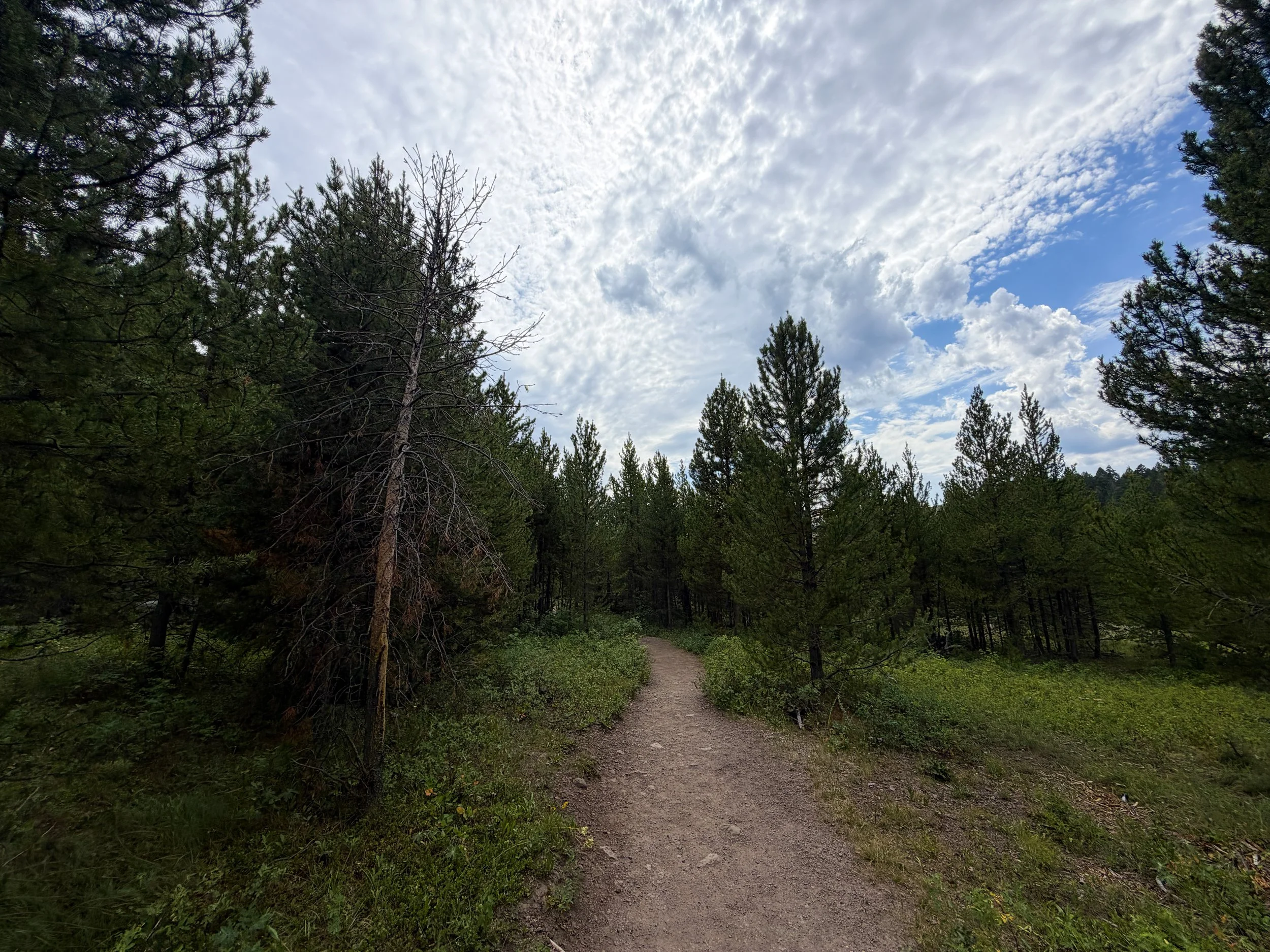 Wraith Falls Trail Yellowstone National Park Wyoming