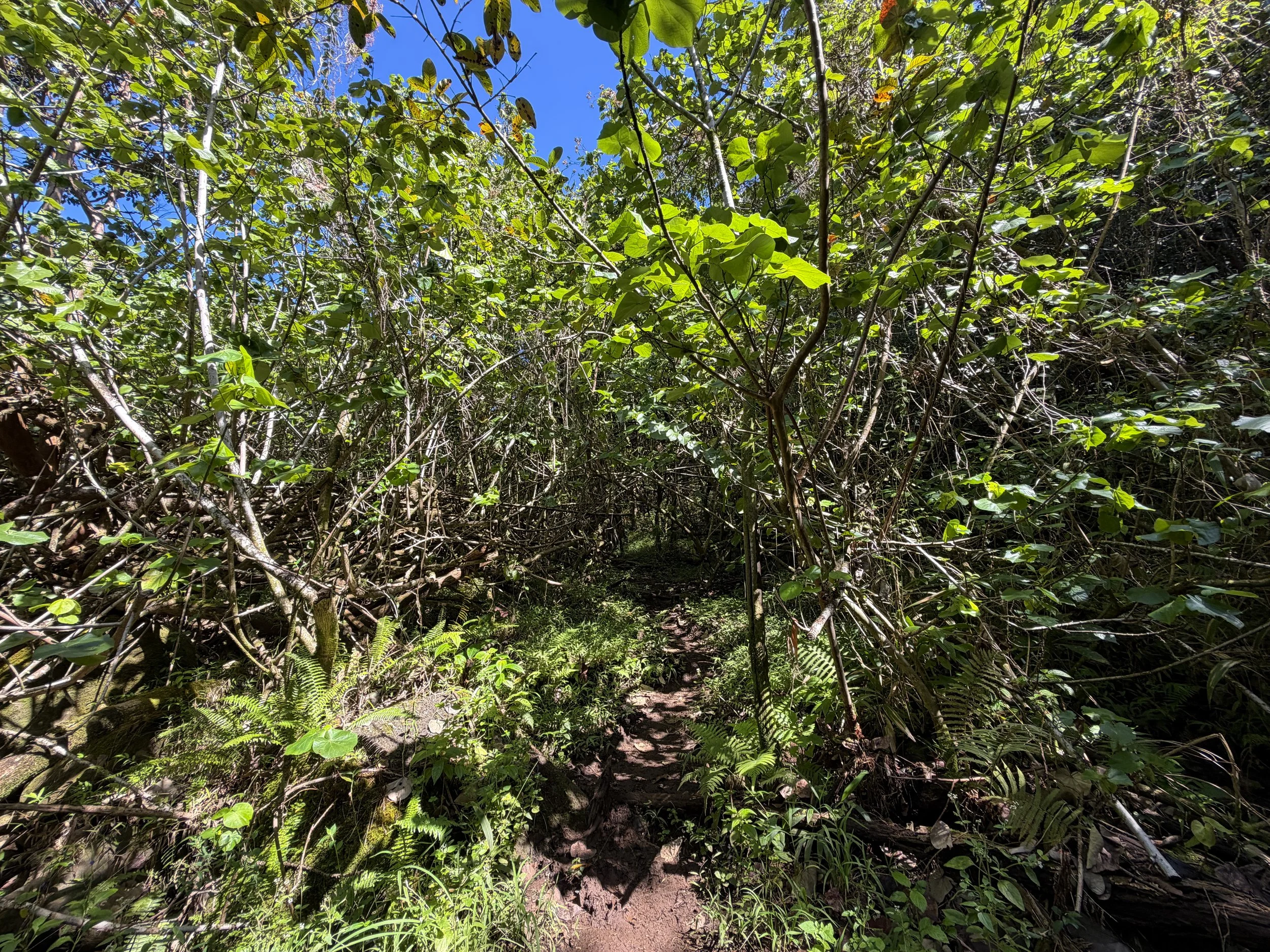 Kulanaahane Trail Oahu Hawaii