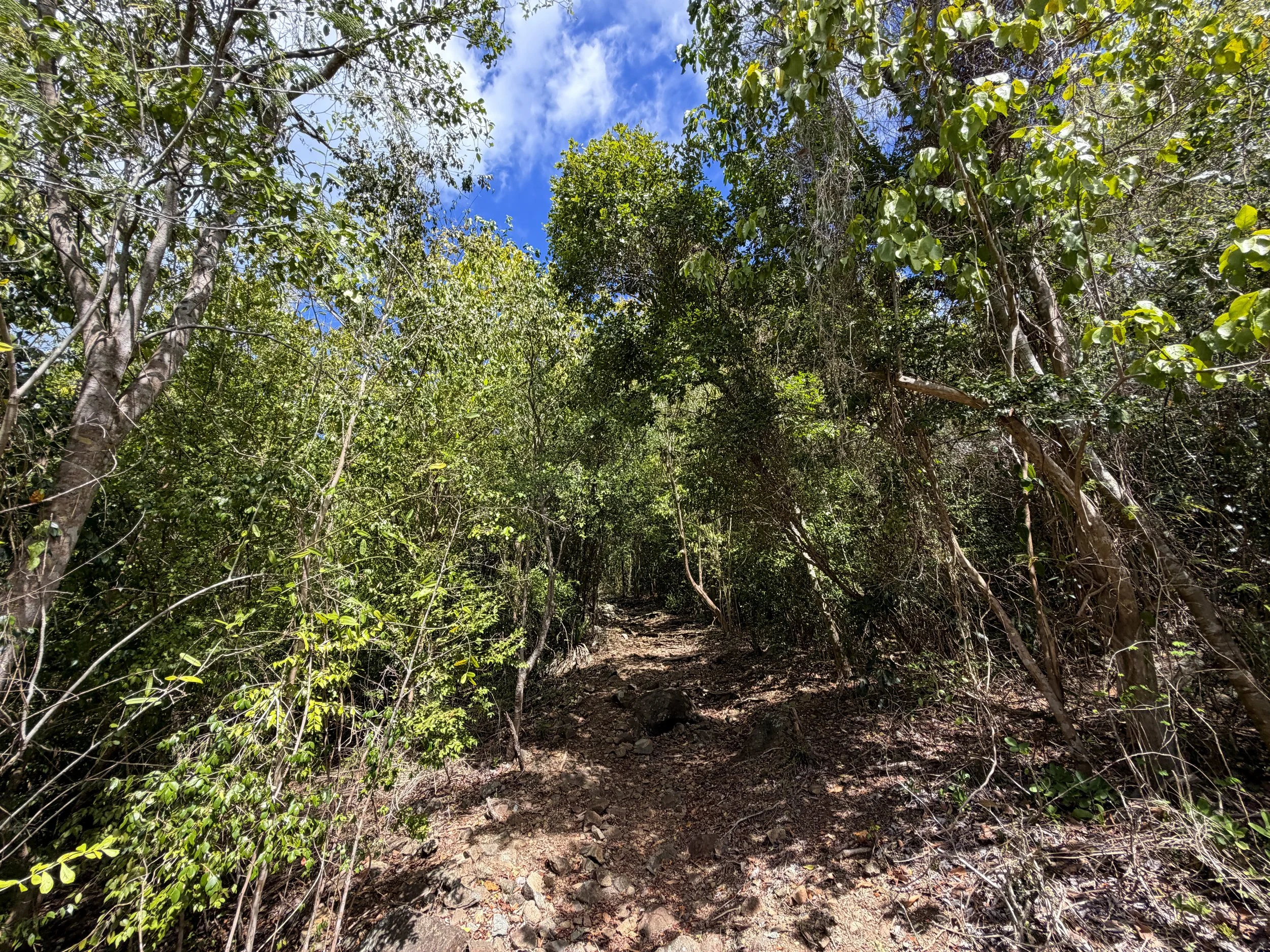 Brown Bay Hike Virgin Islands National Park