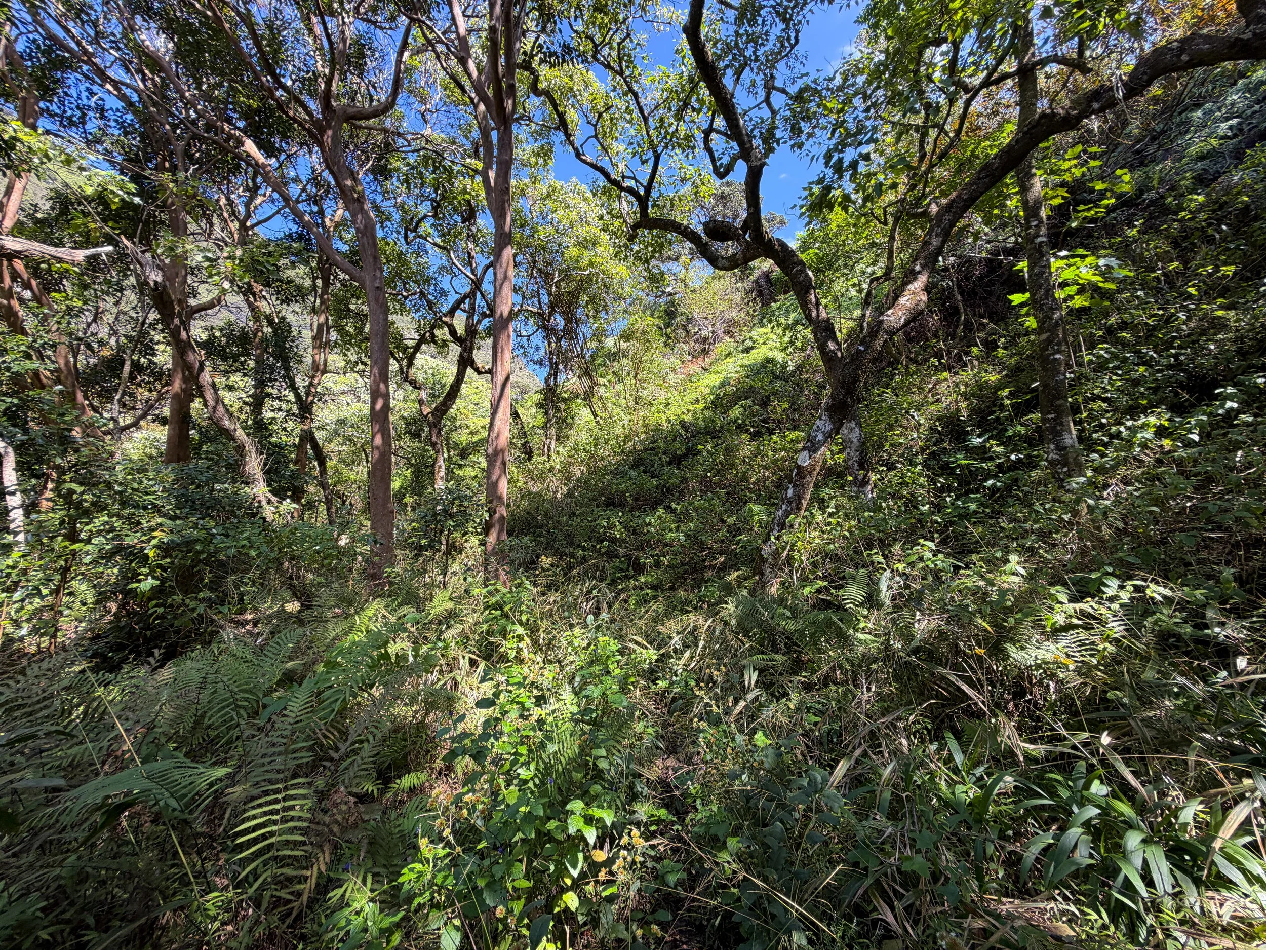 Kulanaahane Trail Oahu Hawaii