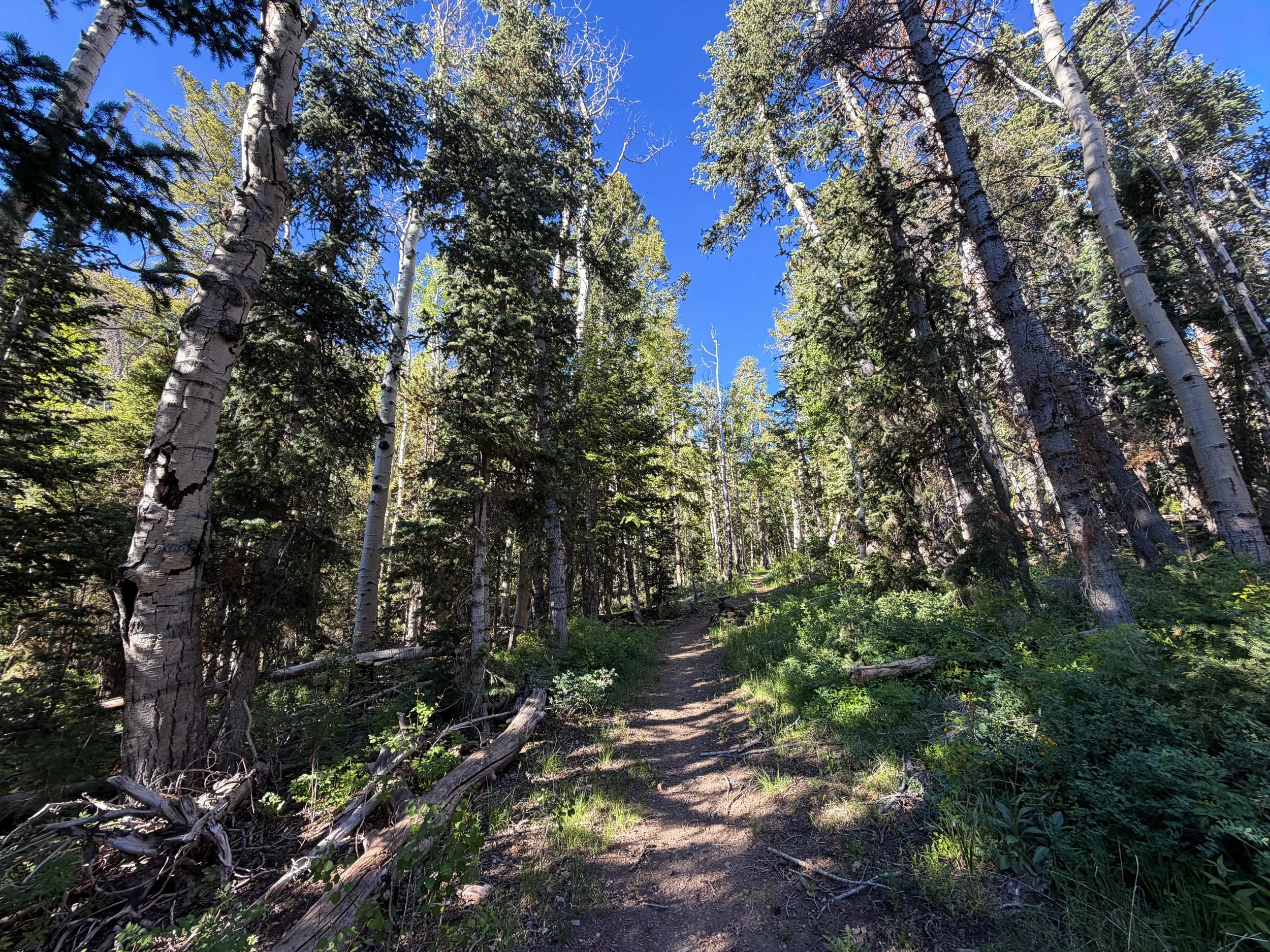 Upper Strawberry Hike Great Basin National Park Nevada