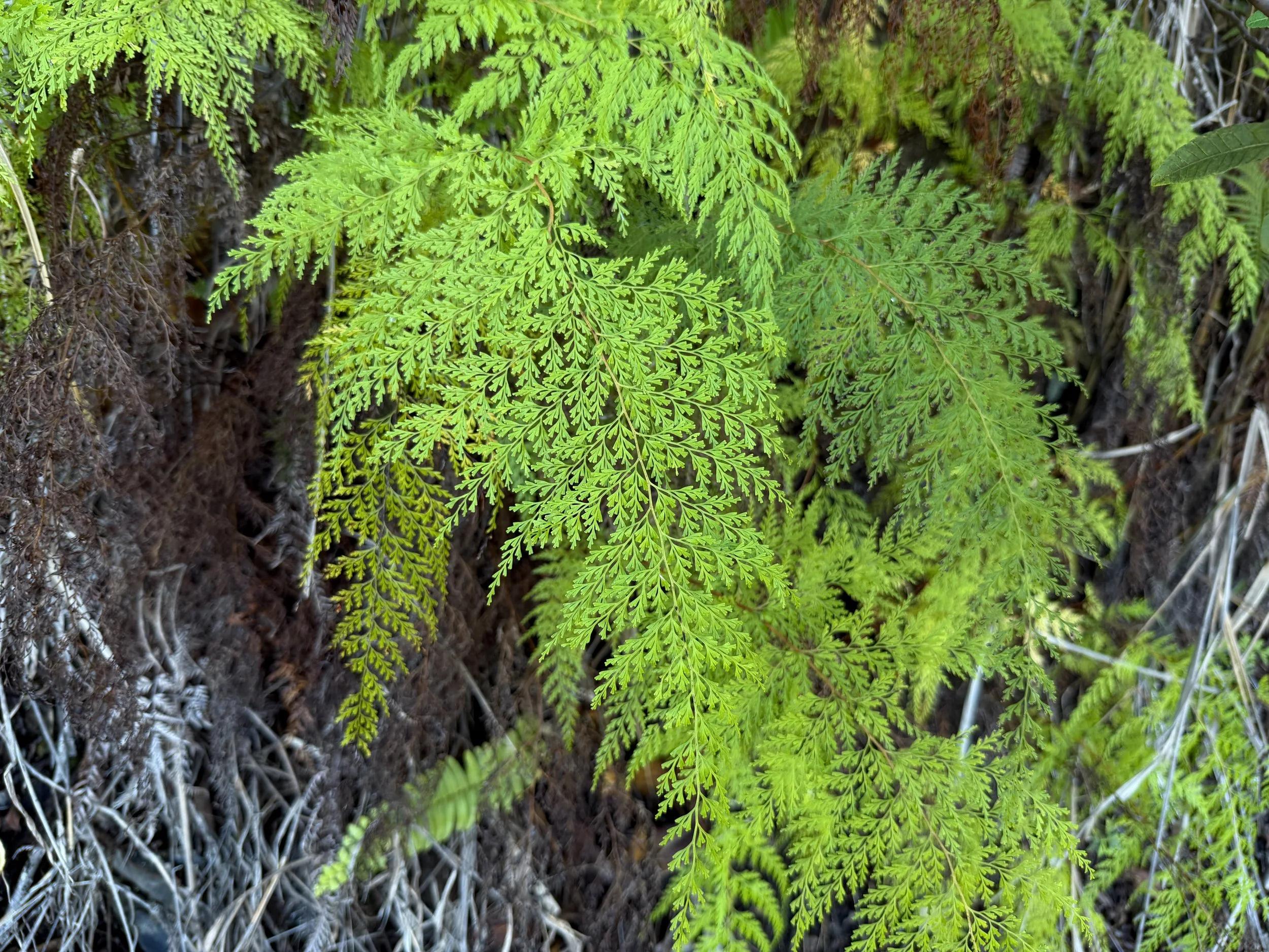 Palapalaa Sphenomeris chinensis