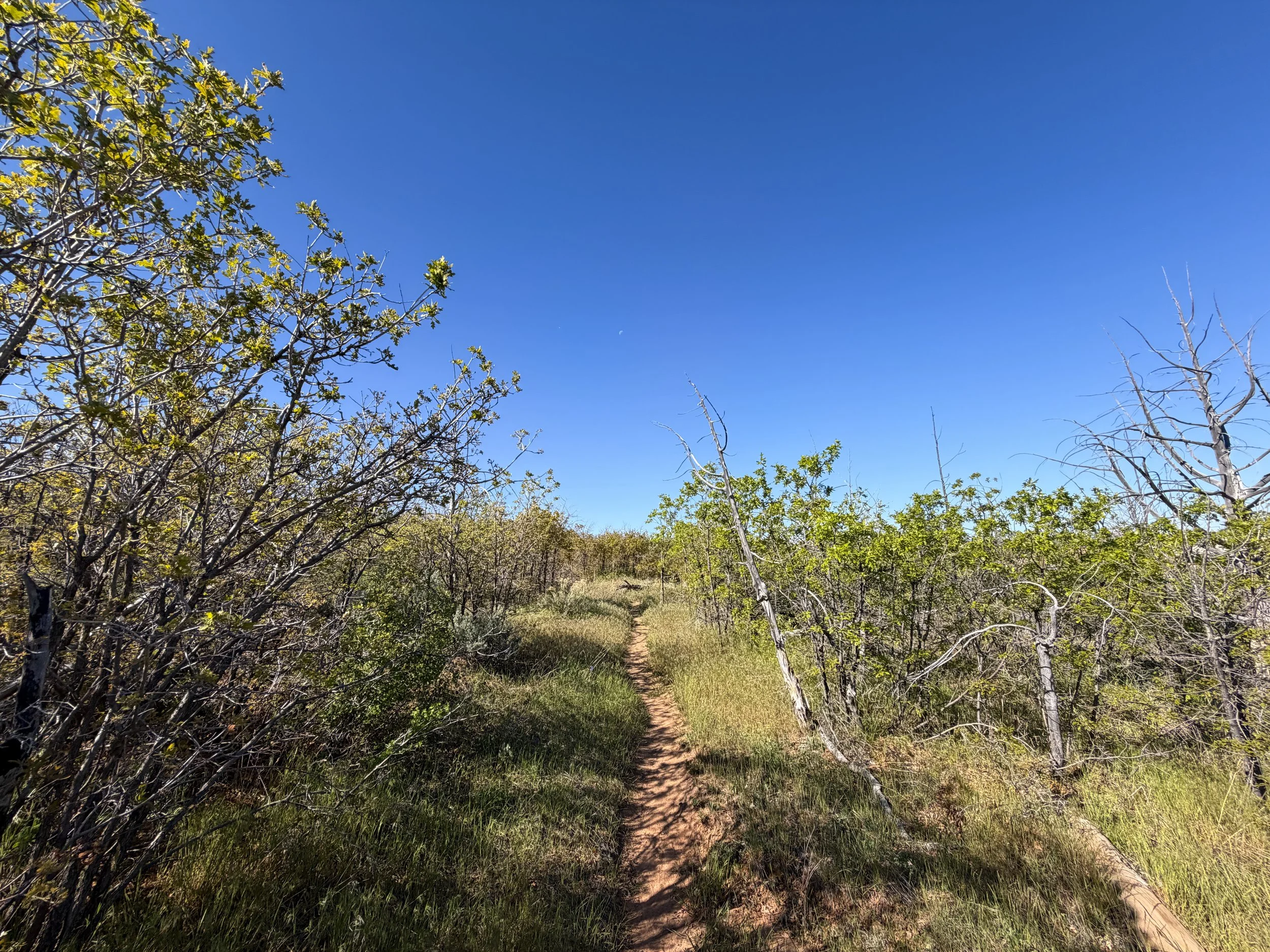 Deertrap Mountain Trail Zion National Park Utah