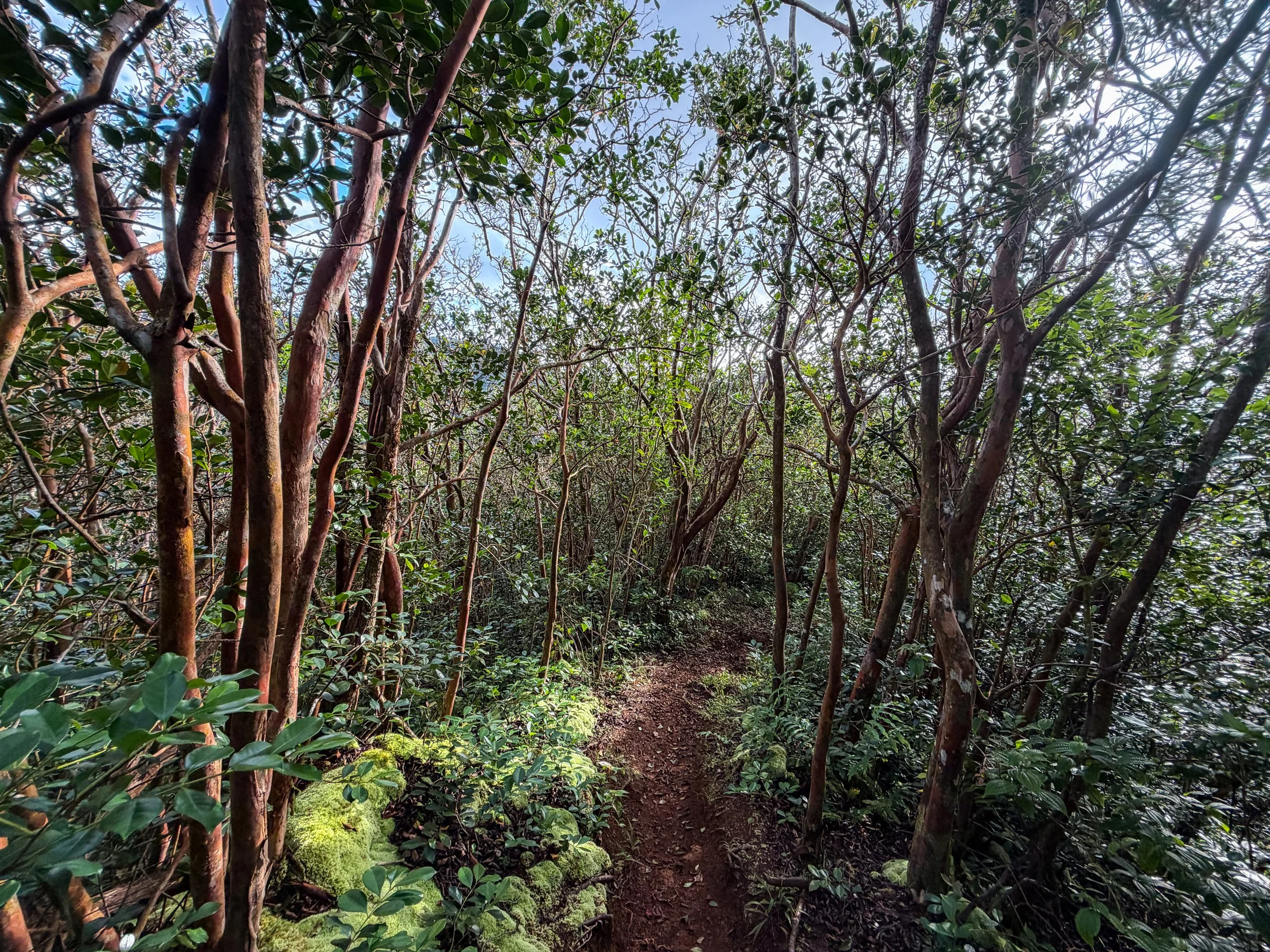 Kaau Crater Hike Oahu Hawaii