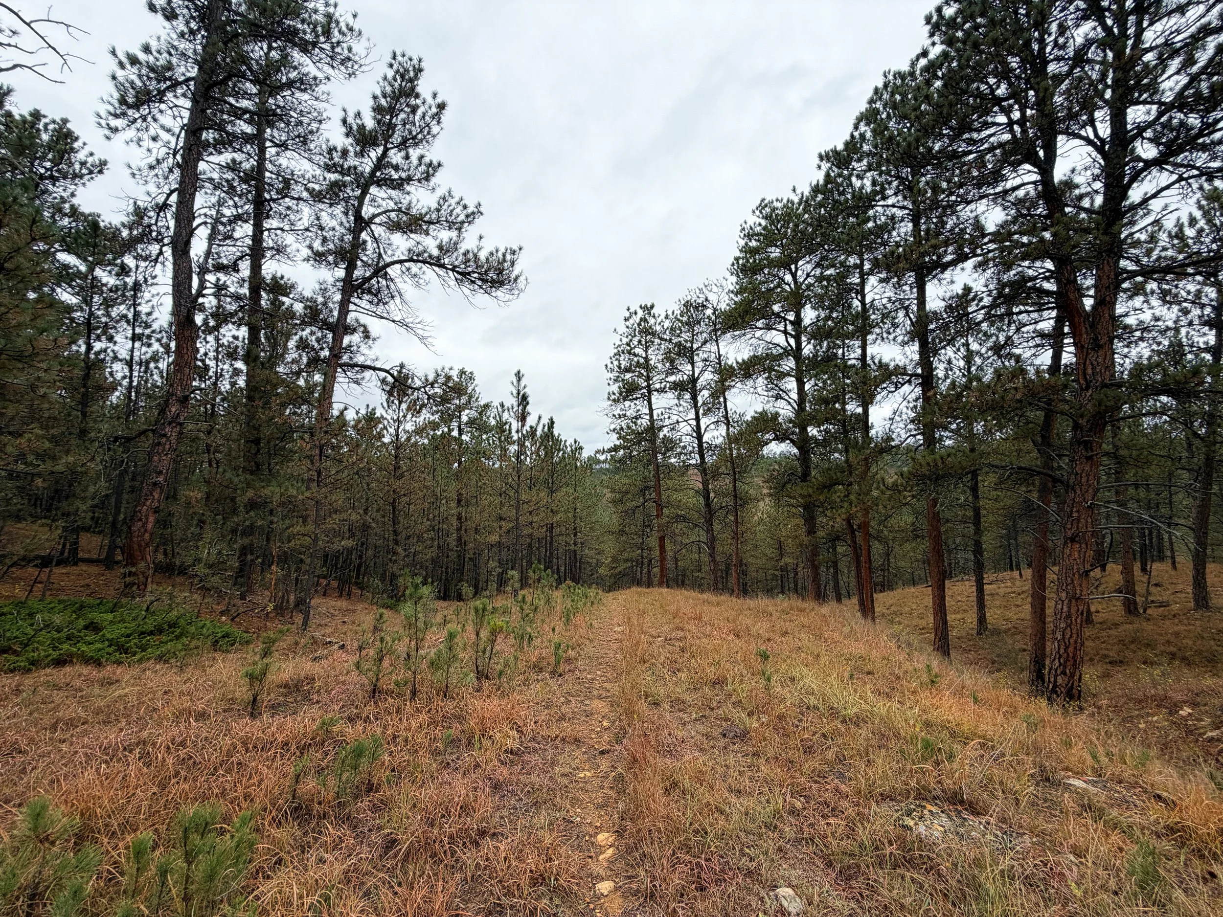 Highland Creek Trail Wind Cave National Park South Dakota