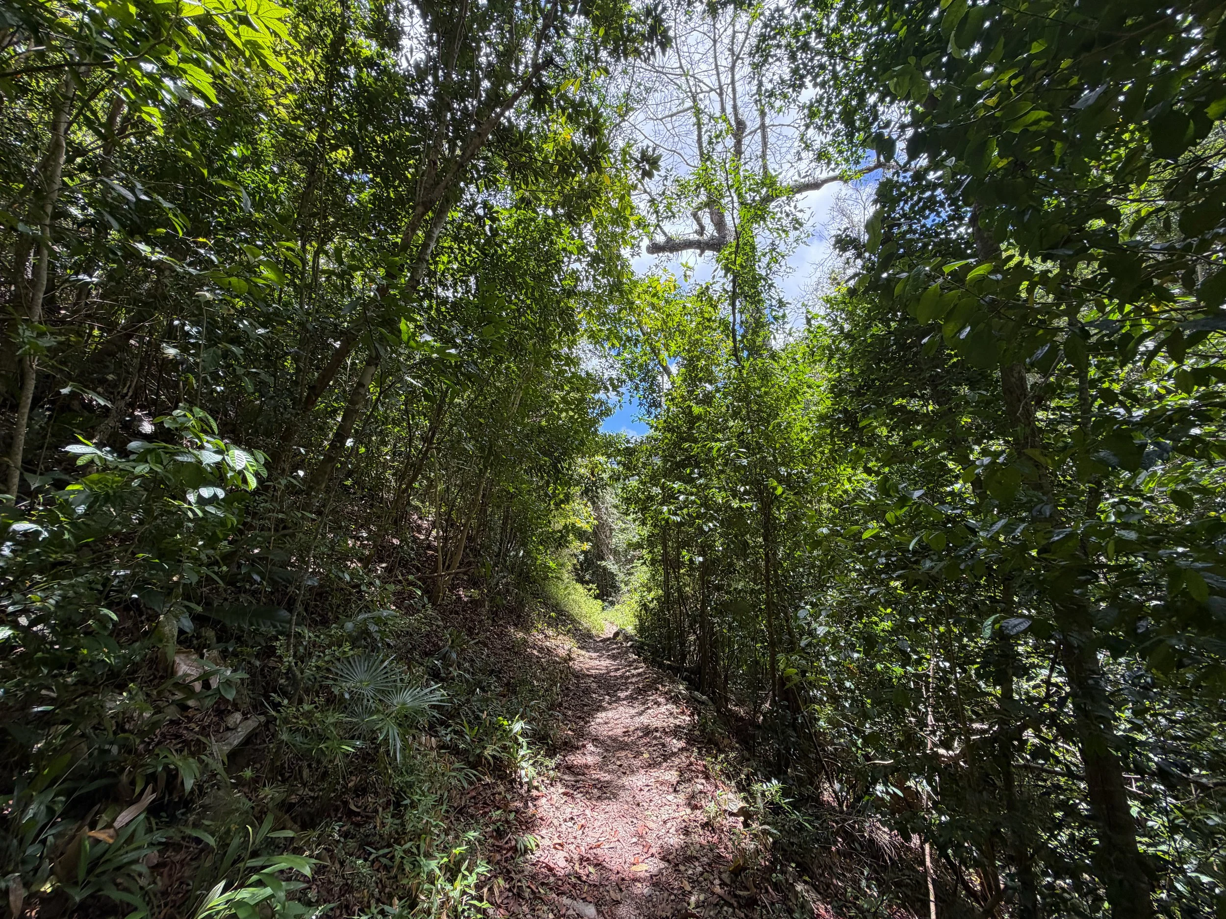 Reef Bay Hike Virgin Islands National Park