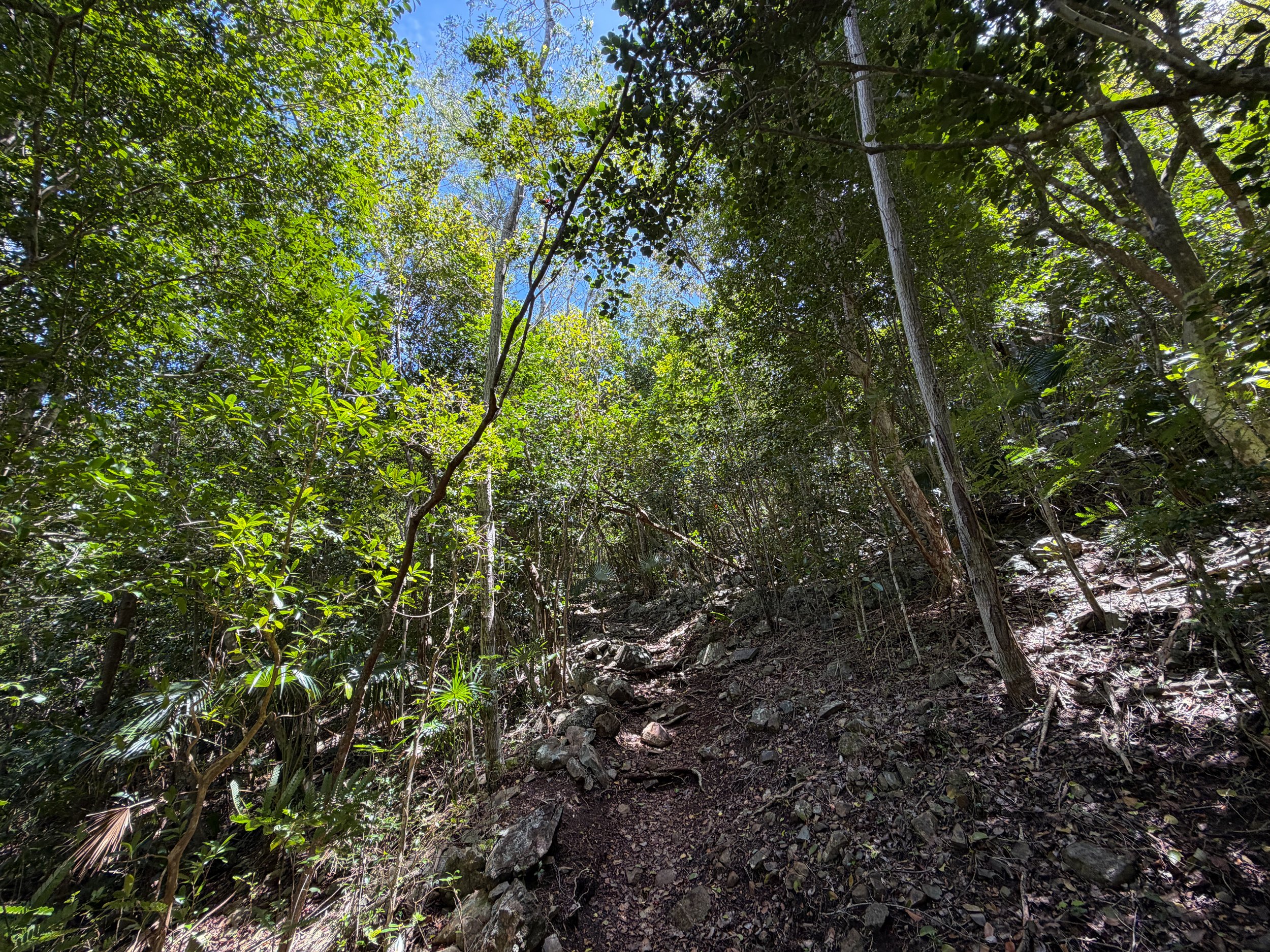 Tamarind Hike Virgin Islands National Park