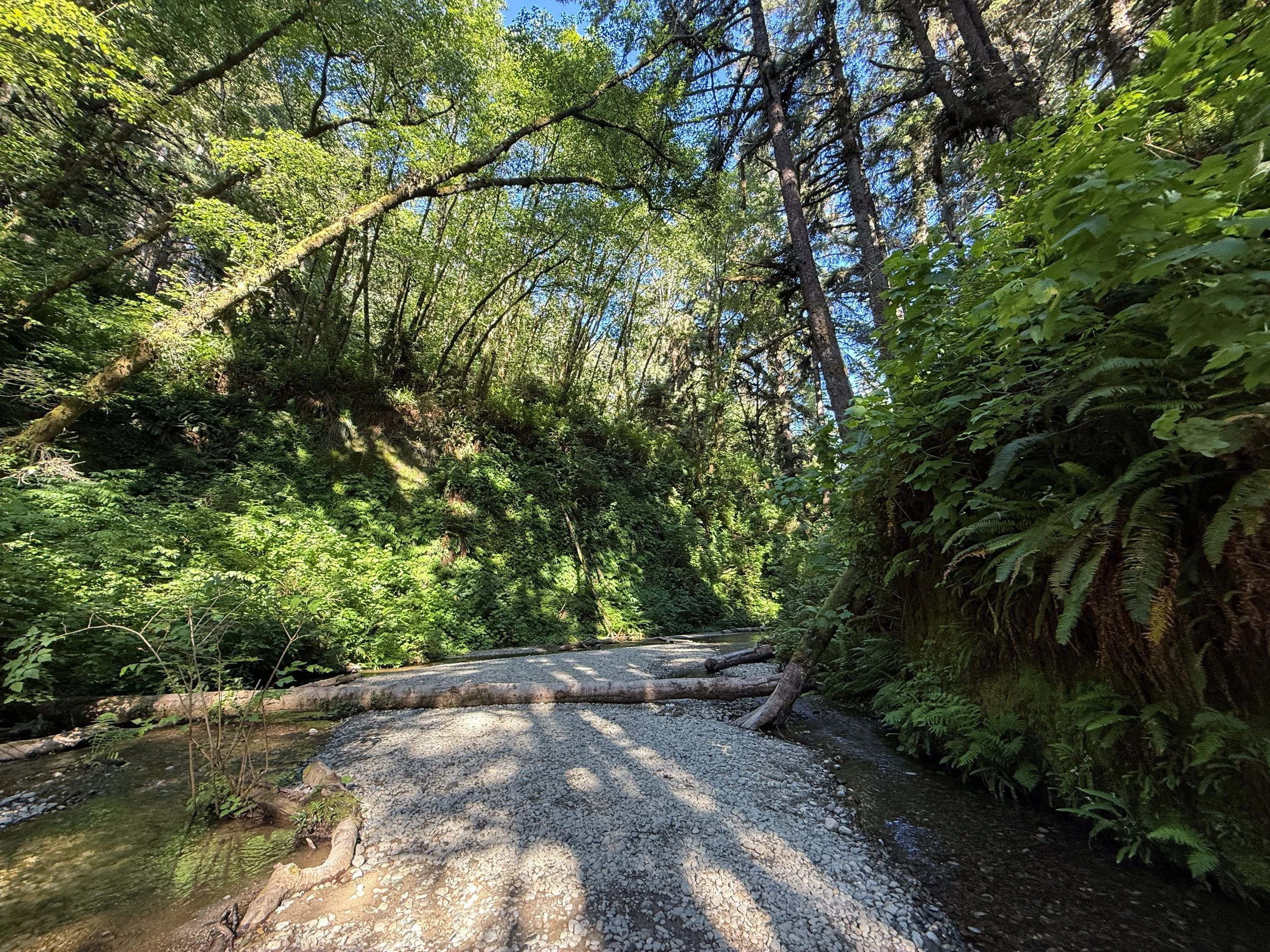 Fern Canyon Loop Trail Prairie Creek Redwoods State Park California