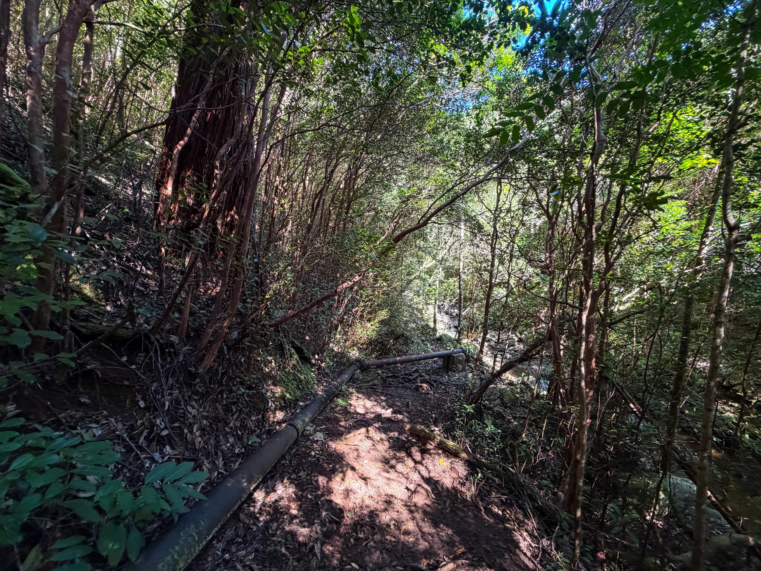 Kaau Crater Trail Pipe Oahu Hawaii