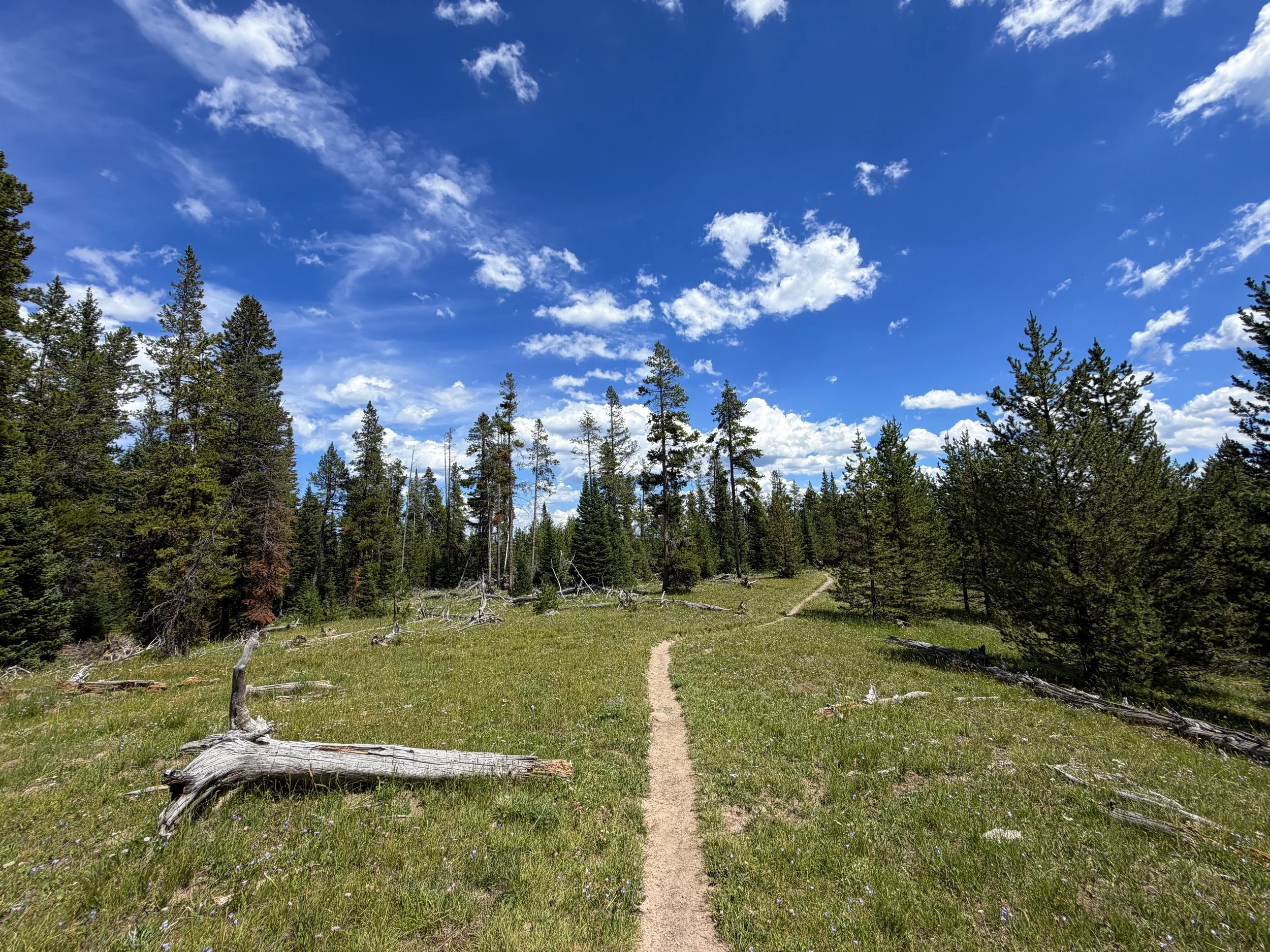 Yellowstone Lake Overlook Trail Yellowstone National Park Wyoming