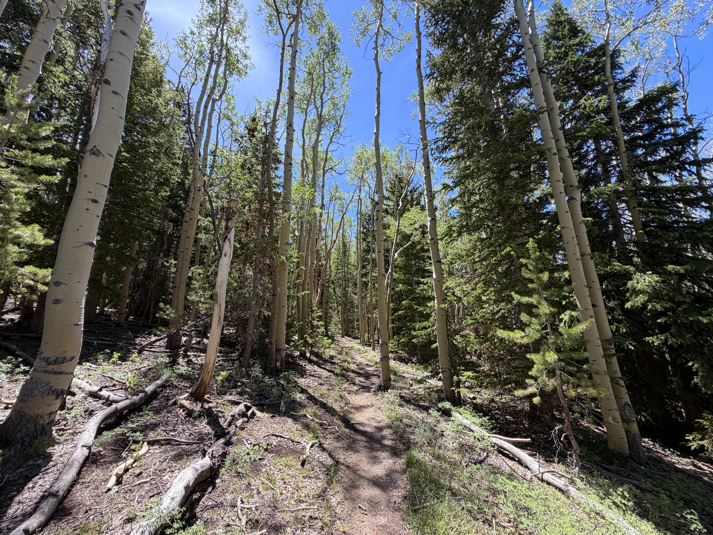 Timber Creek Trail Great Basin National Park Nevada