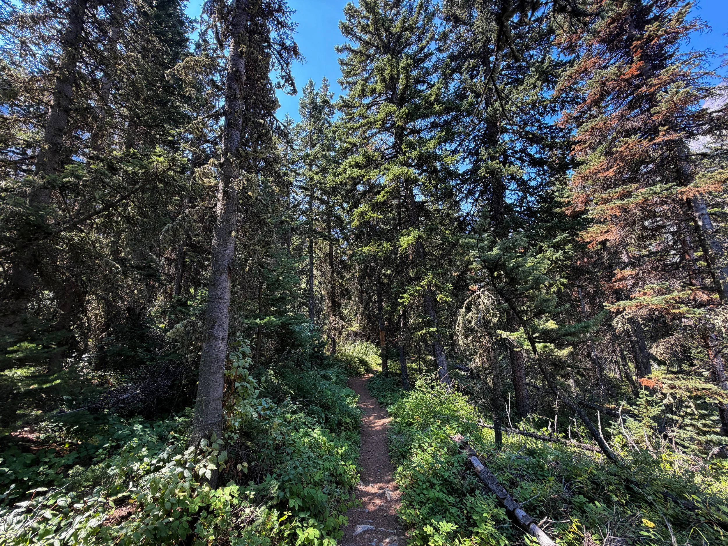 Beaten Path Hike Beartooth Mountains Montana