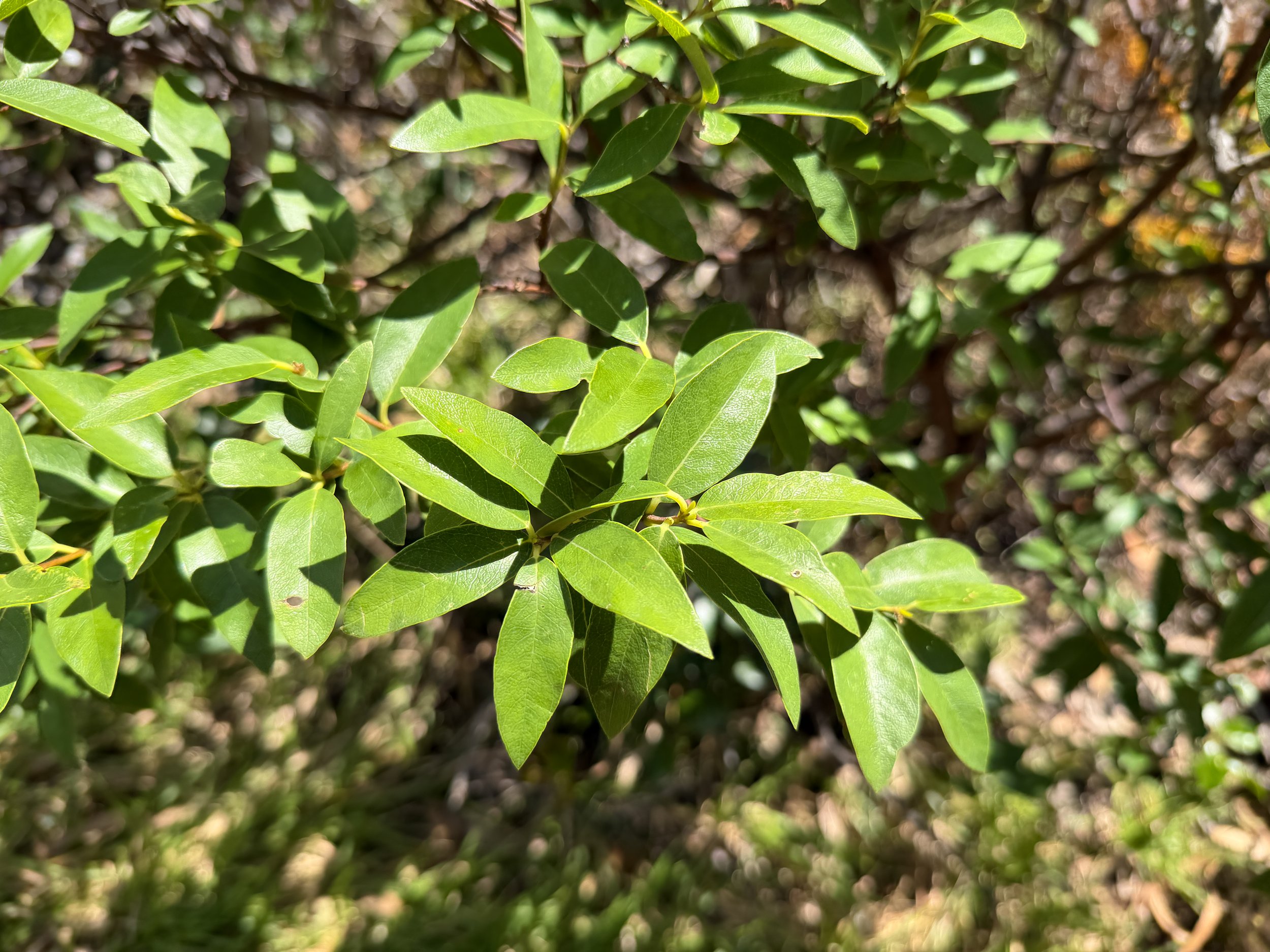 Akia Wikstroemia oahuensis var. oahuensis