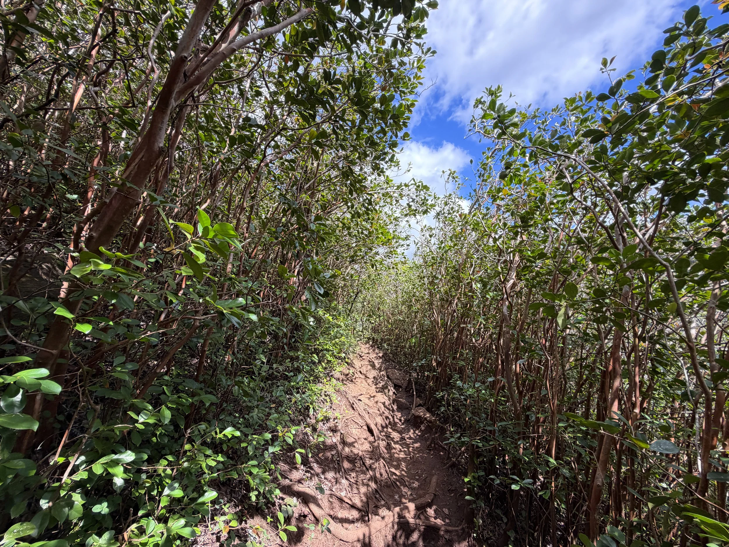 Waimano Pools Hike Oahu Hawaii