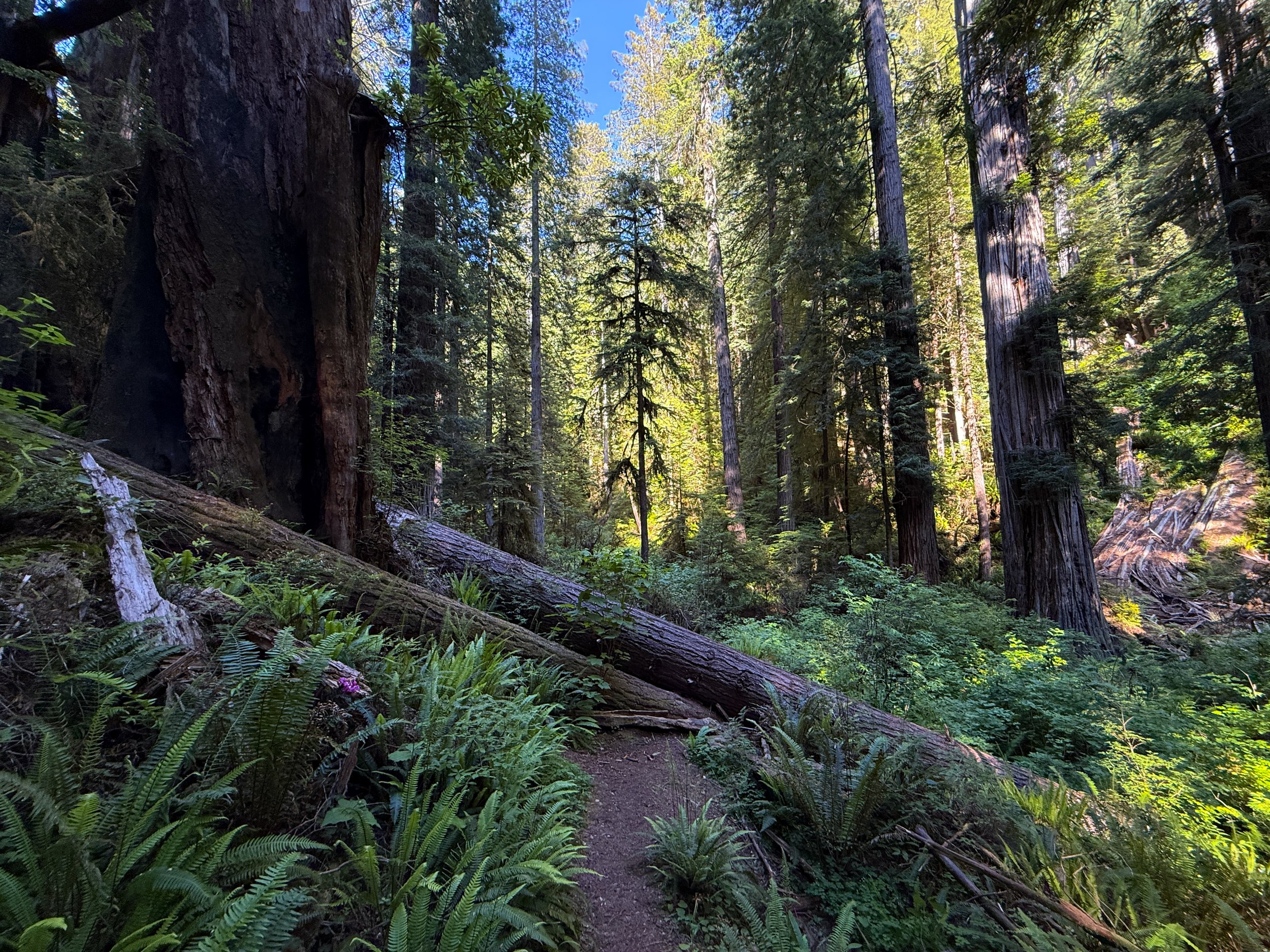 End of Moorman Pond Trail Prairie Creek Redwoods State Park California
