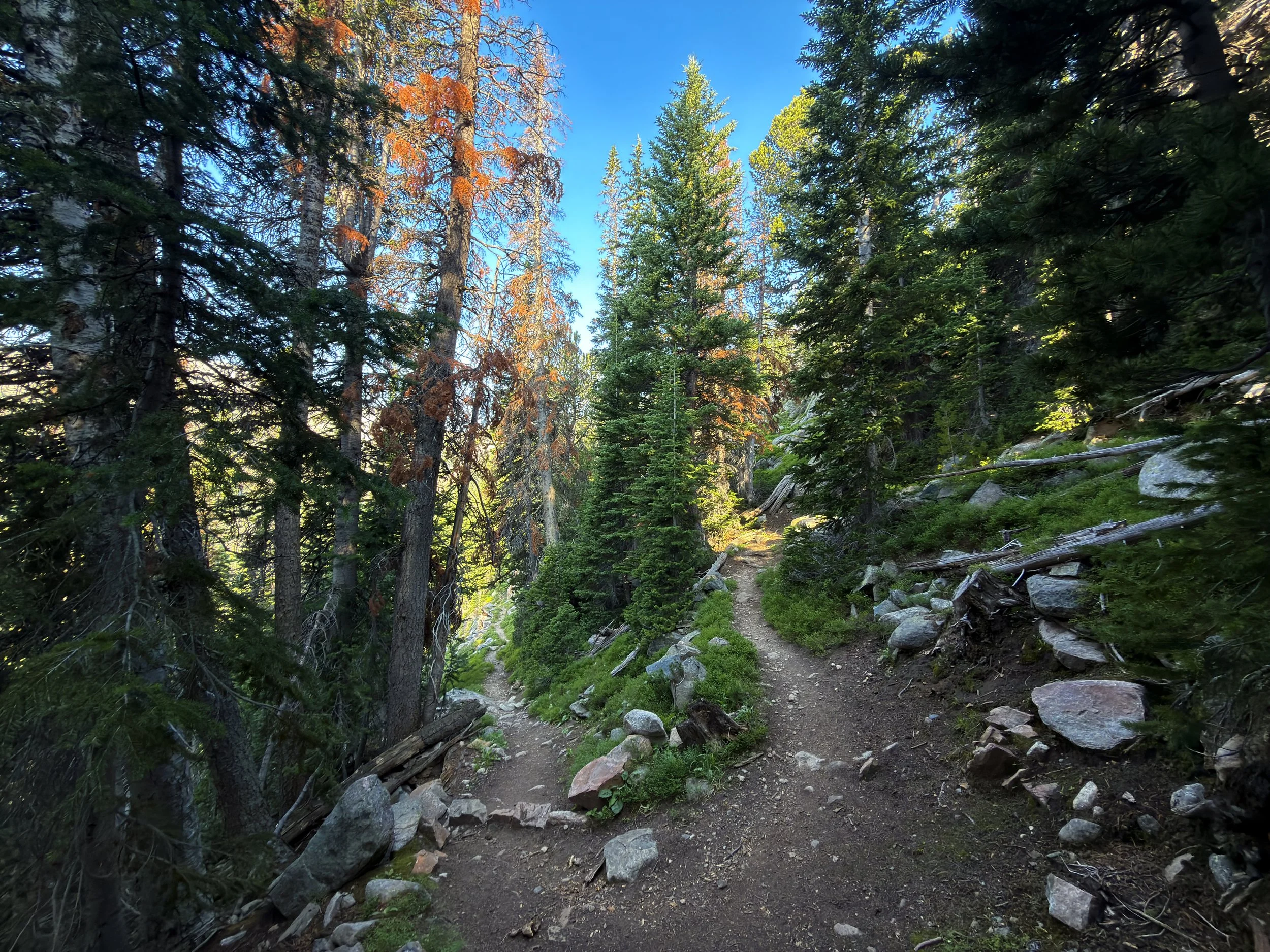 Beaten Path Trail Beartooth Mountains Montana