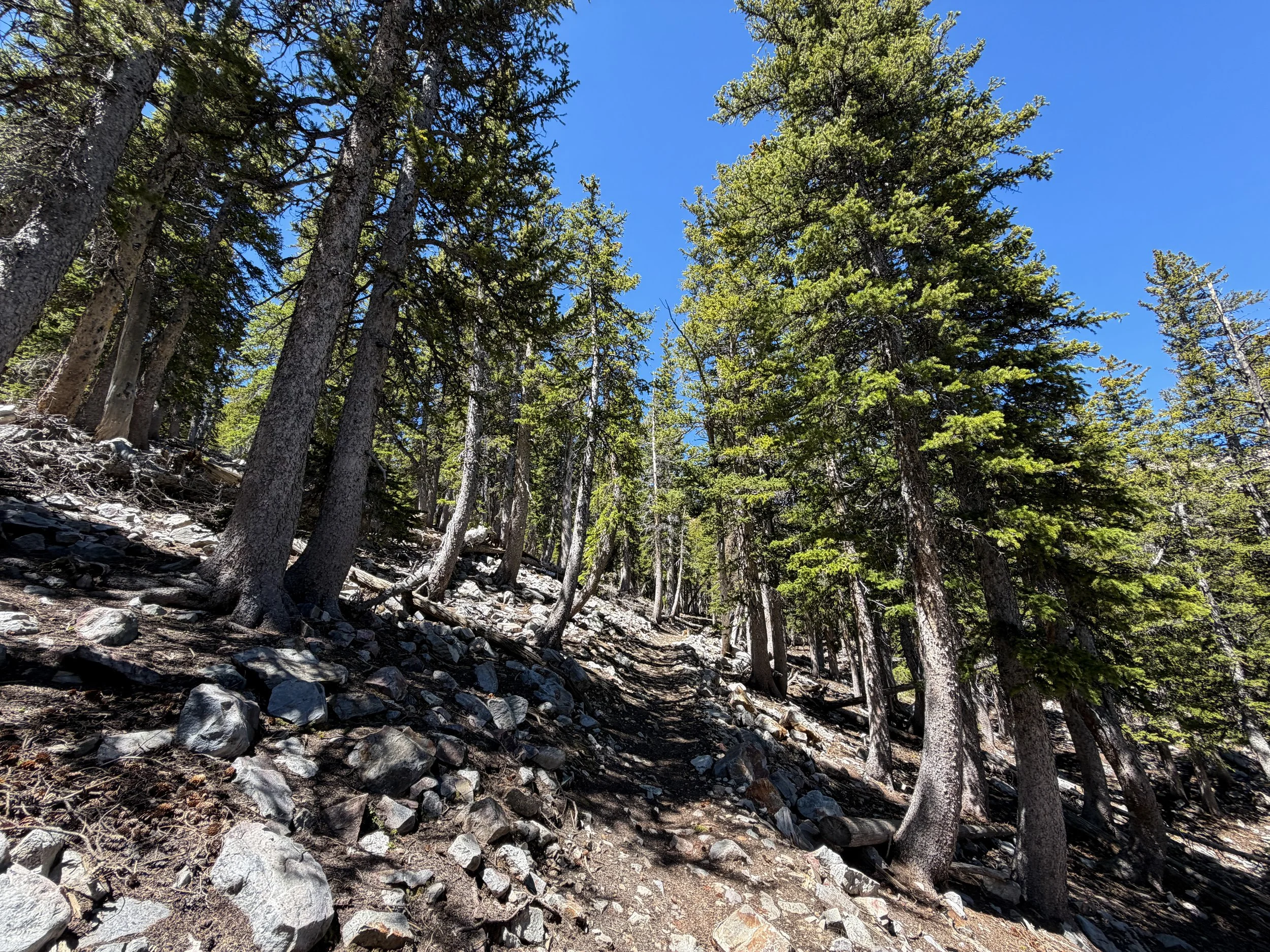 Baker Lake Trail Great Basin National Park Nevada