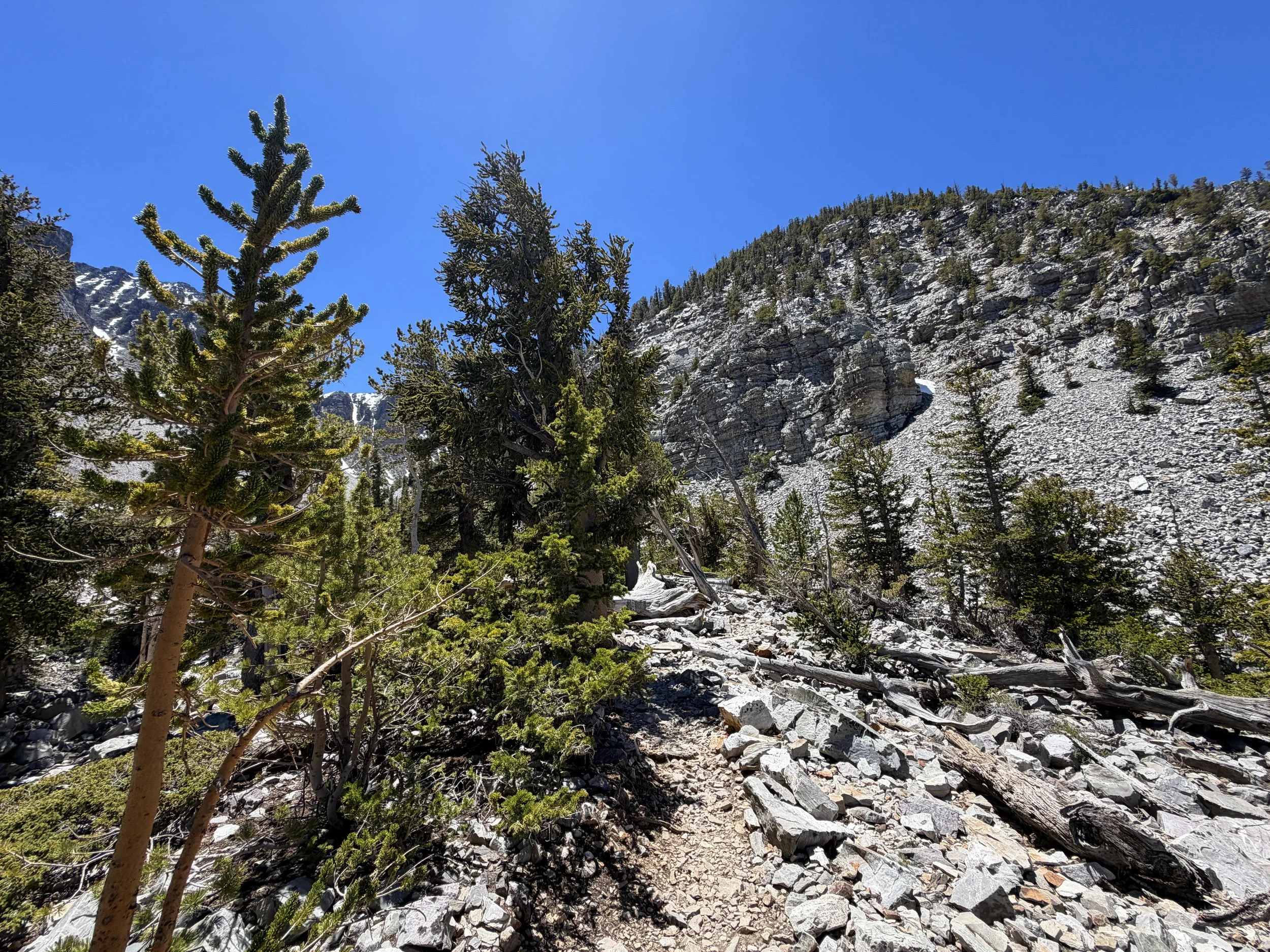Bristlecone Pine Loop Trail Great Basin National Park Nevada