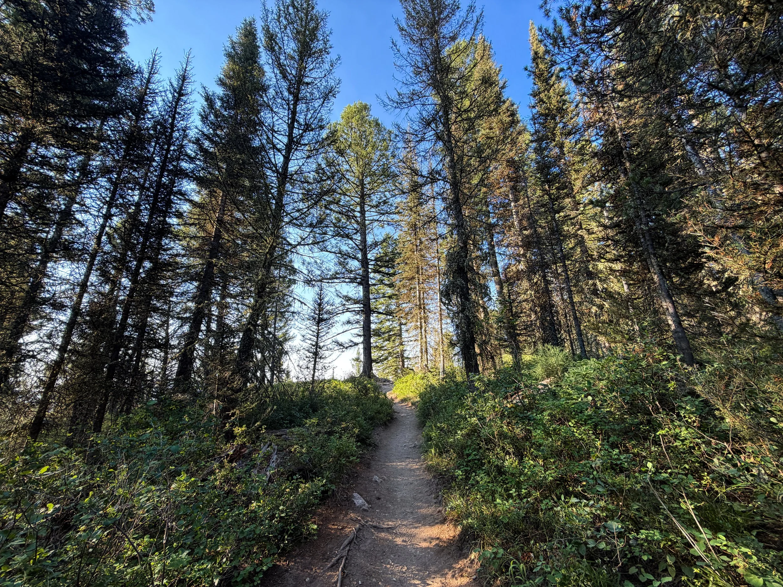 Delta Lake Hike via Lupine Meadows Grand Teton National Park Wyoming