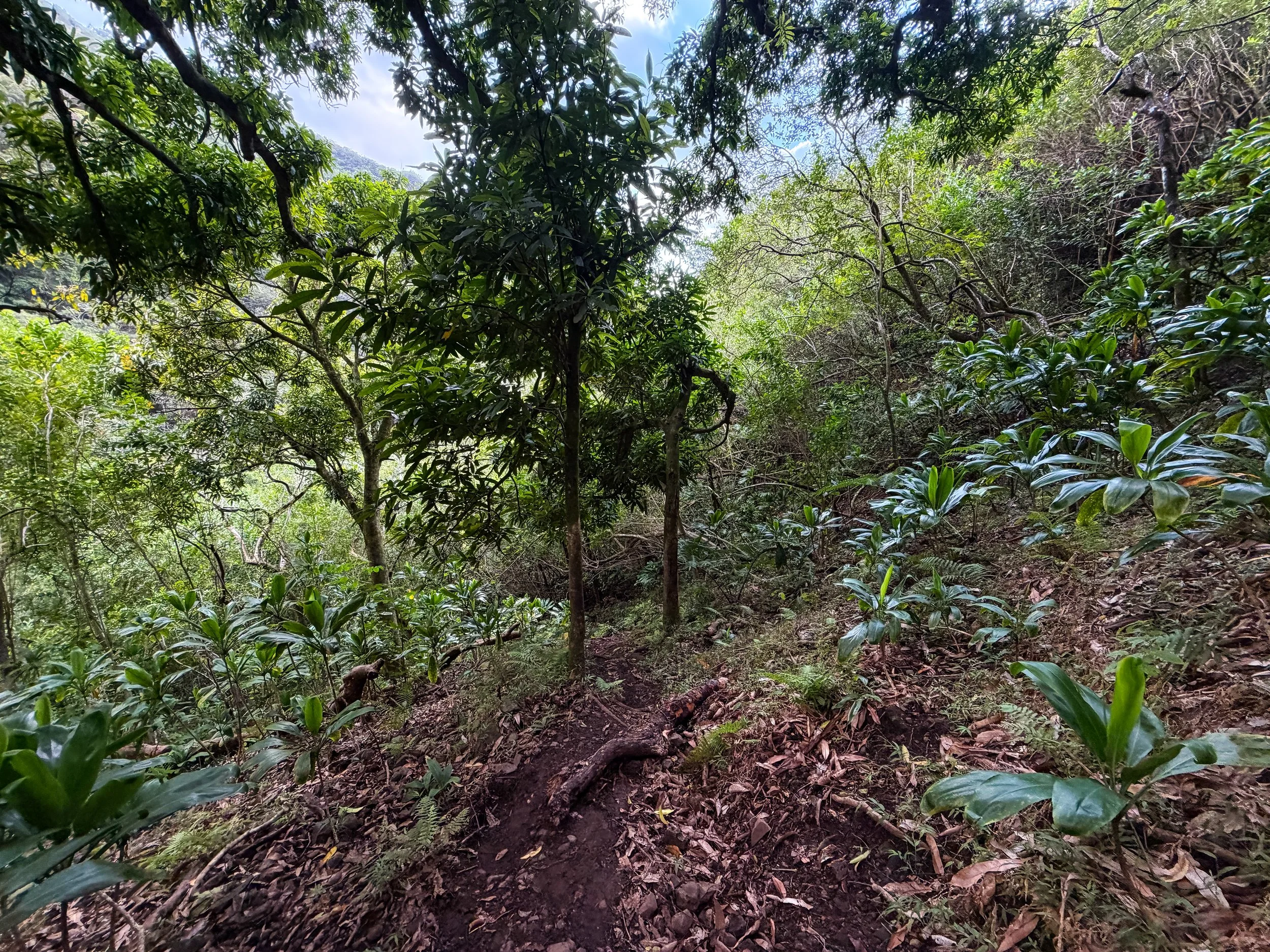 Kaau Crater Trail Oahu Hawaii