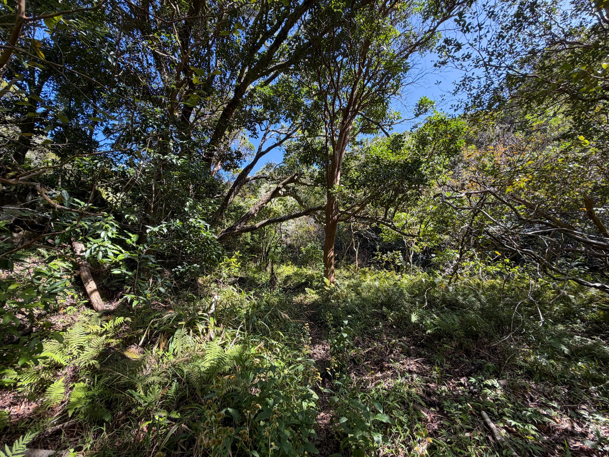 Kulanaahane Trail Oahu Hawaii