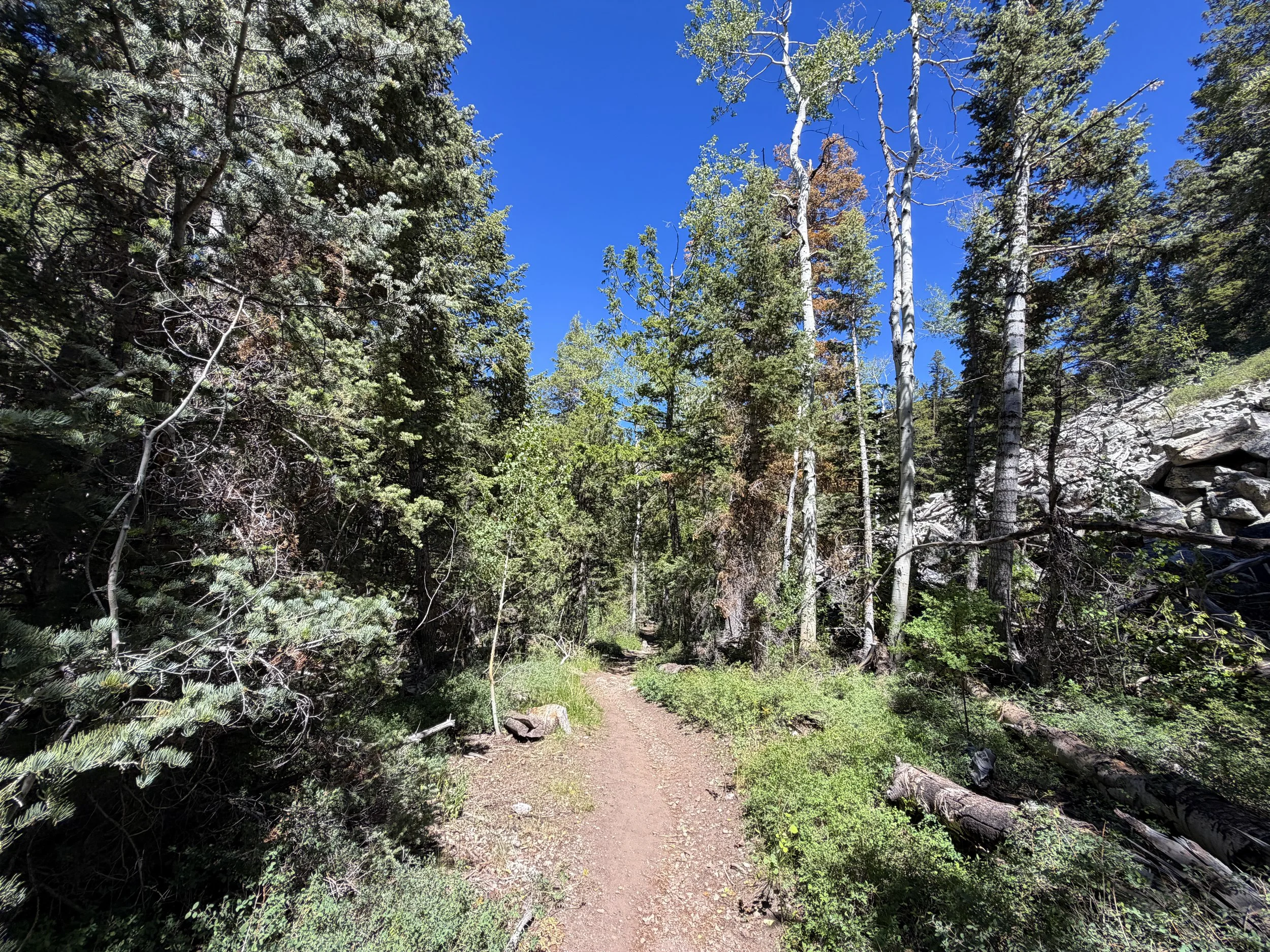 Baker Creek Loop Hike Great Basin National Park Nevada