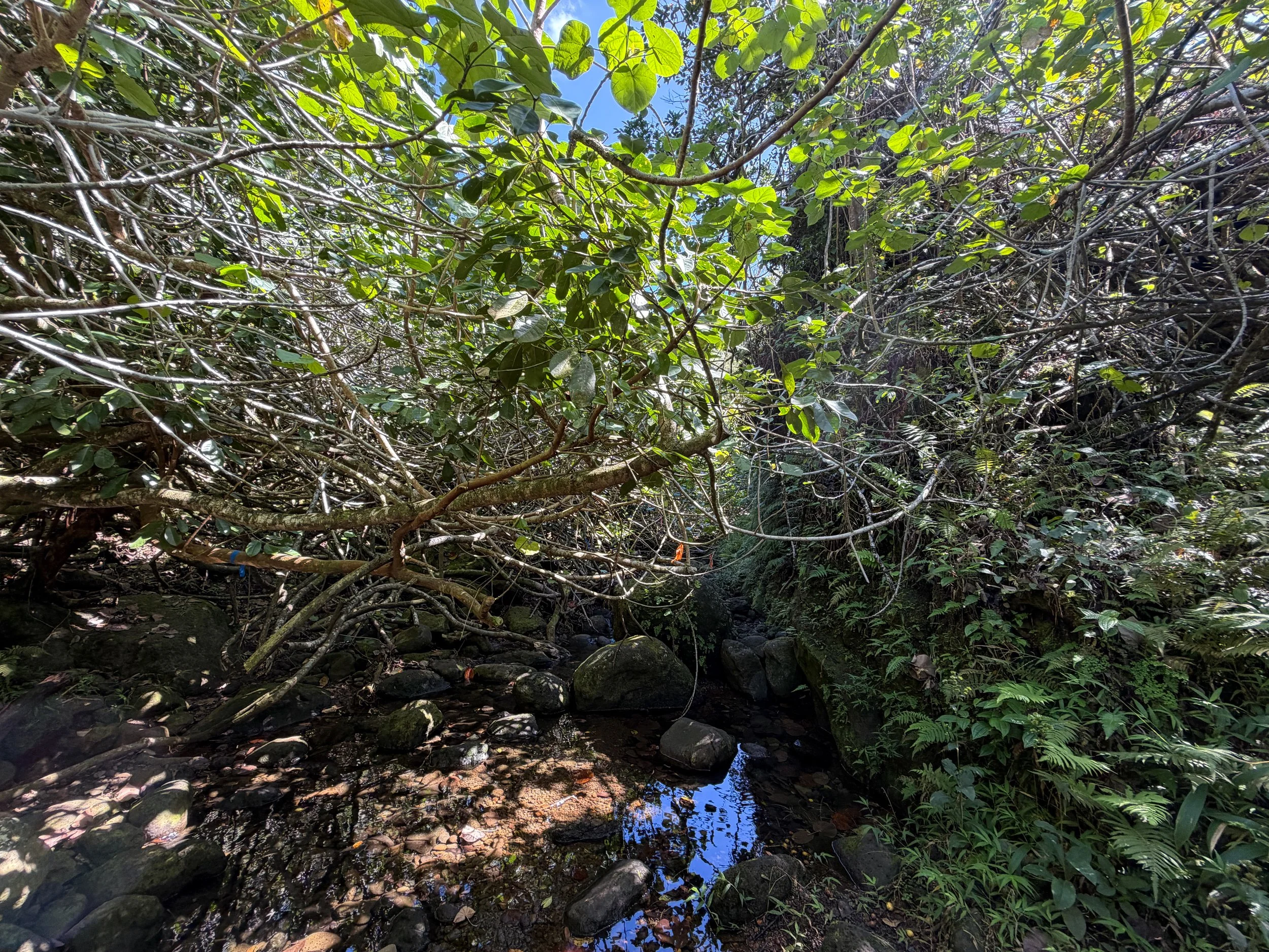 Kulanaahane Trail Oahu Hawaii