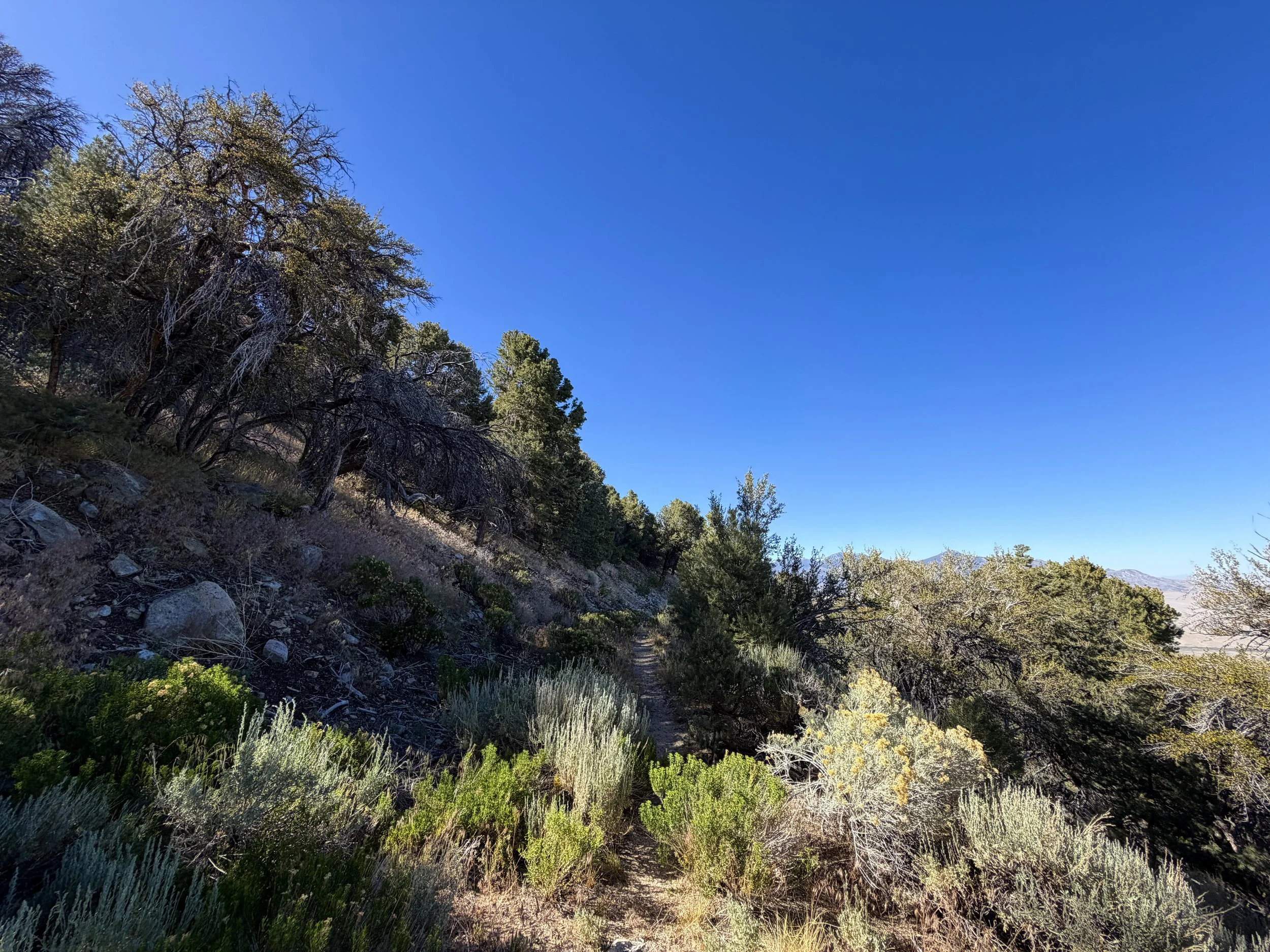 Osceola Ditch Trail Great Basin National Park Nevada
