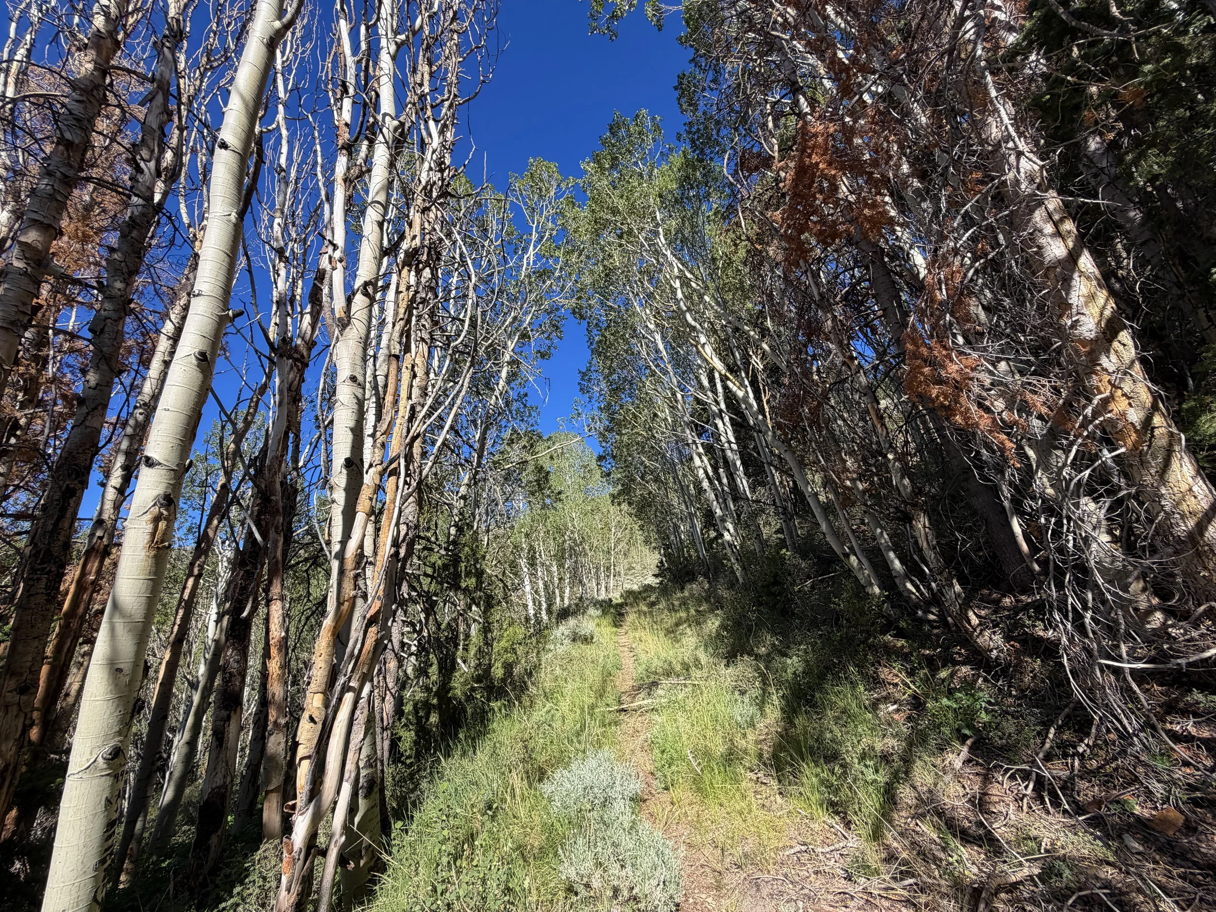 Johnson Lake Hike Great Basin National Park Nevada