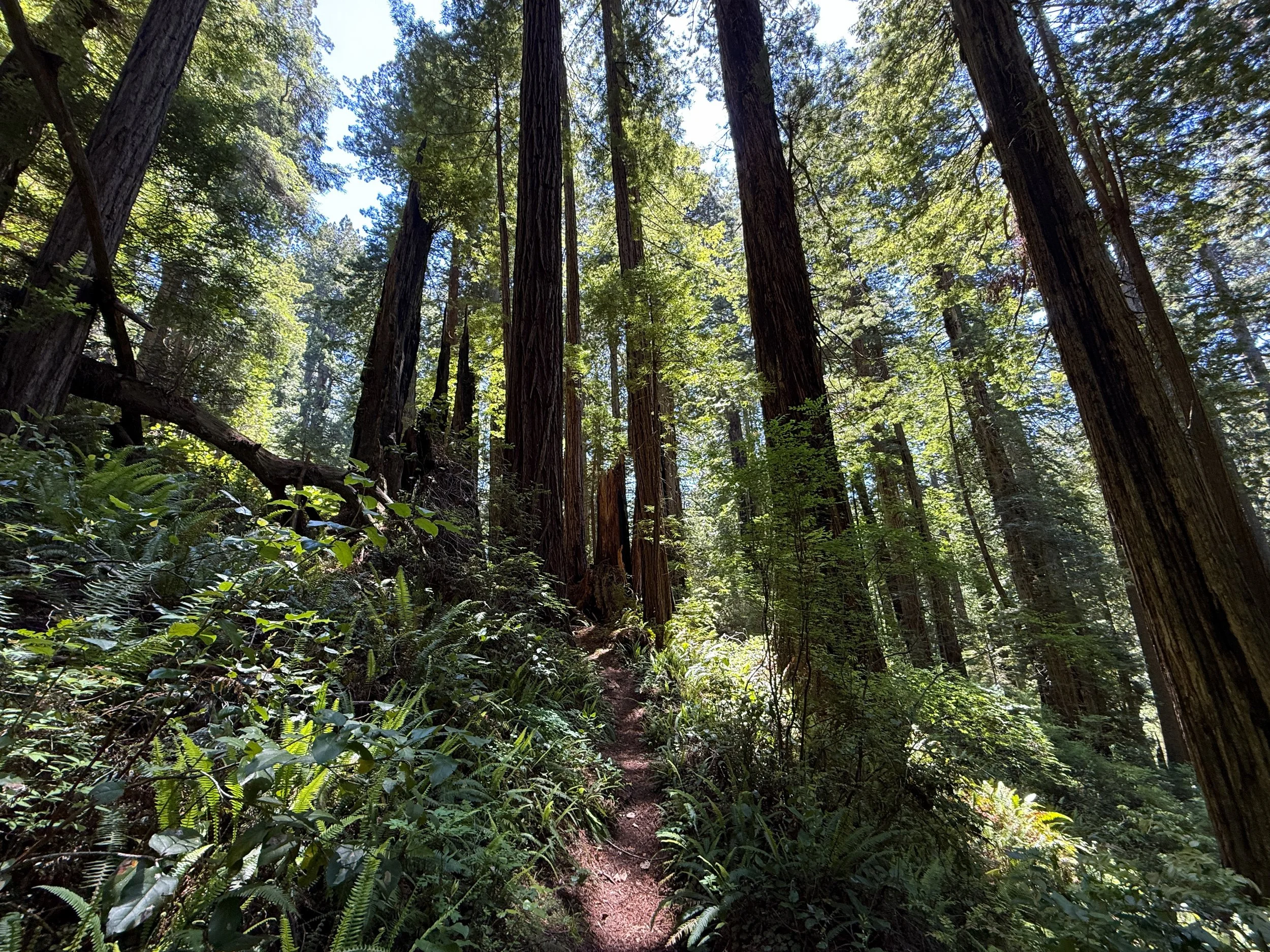 Ten Taypo–Hope Creek Loop Trail Prairie Creek Redwoods State Park California
