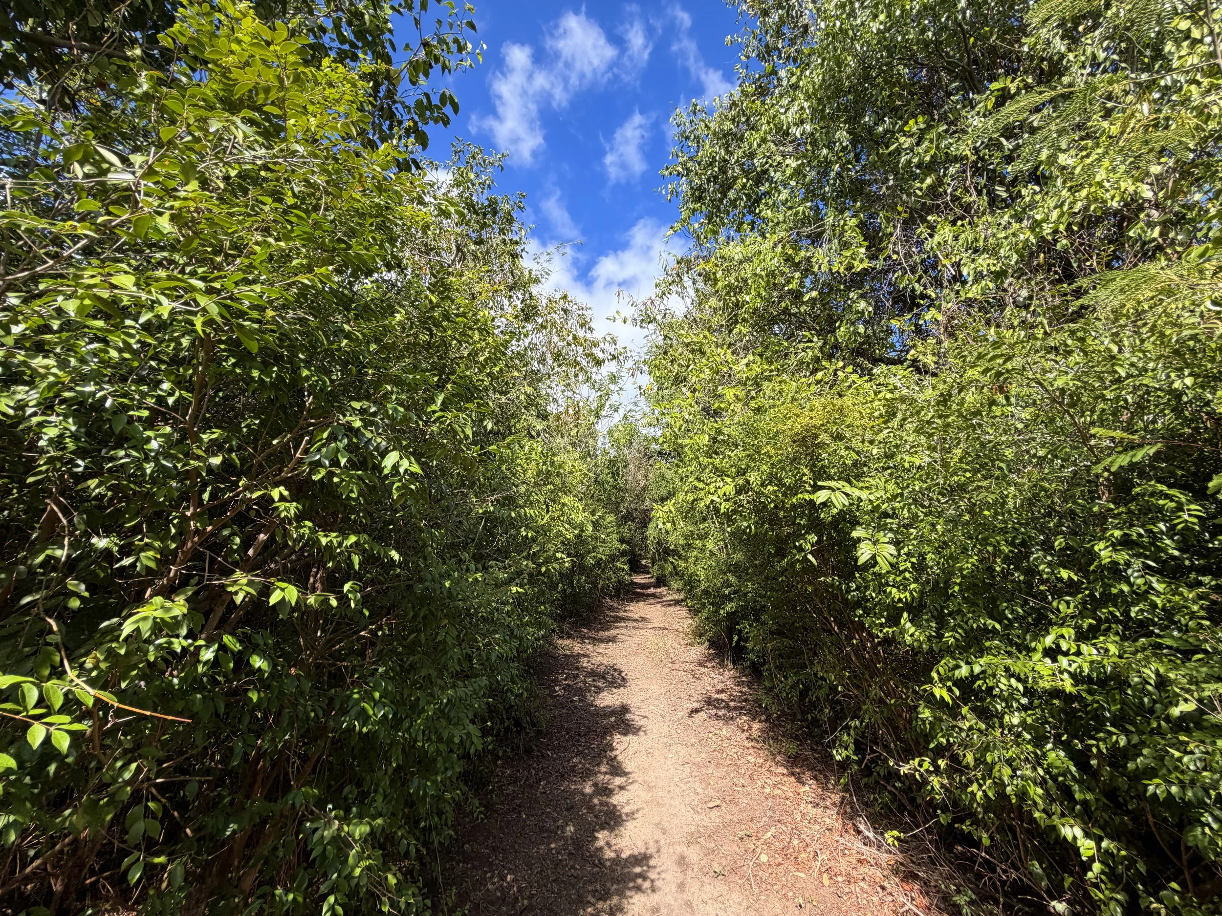 Brown Bay Trail Virgin Islands National Park