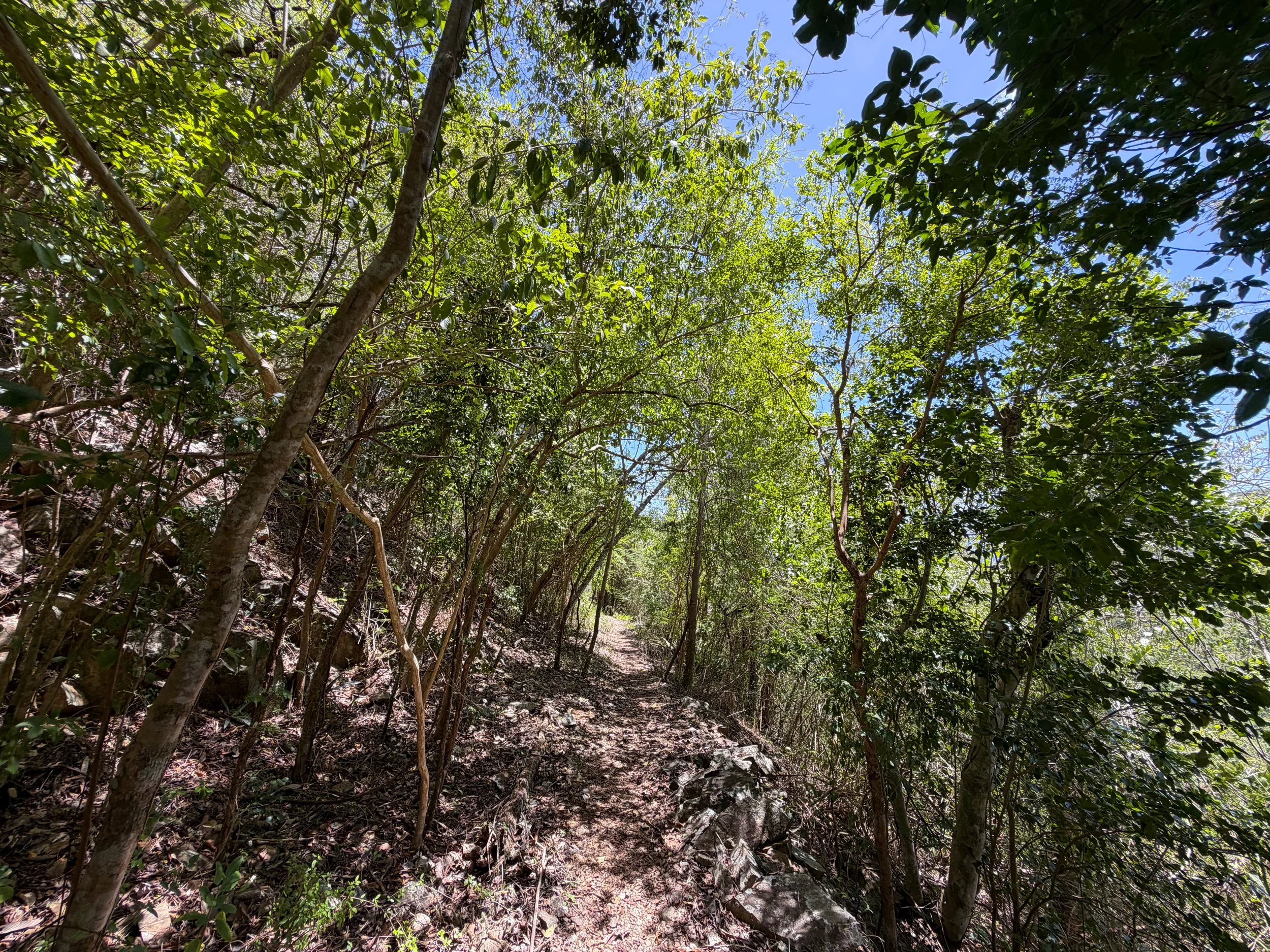 LEsperance Trail Virgin Islands National Park