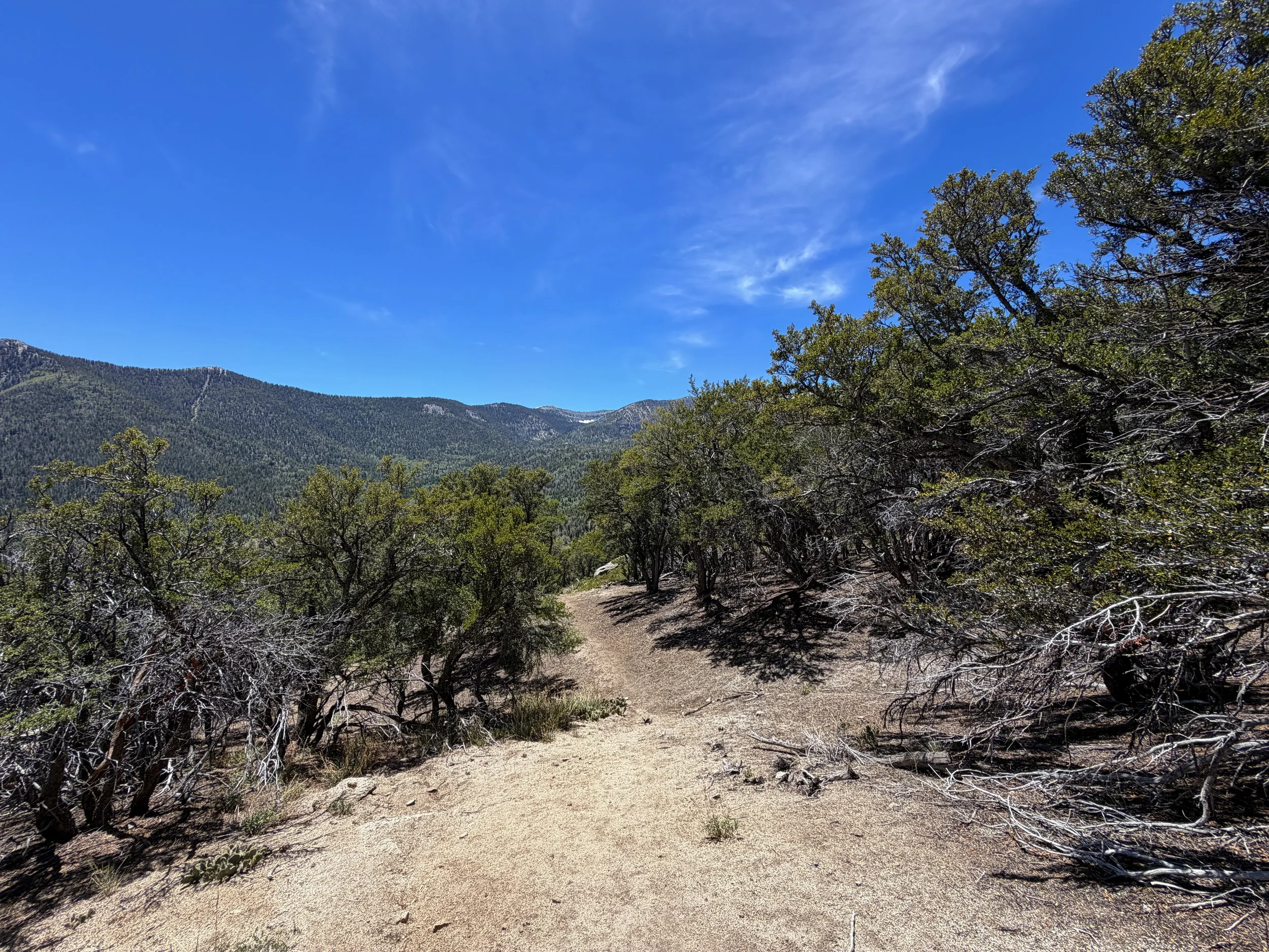 Serviceberry Loop Trail Great Basin National Park Nevada