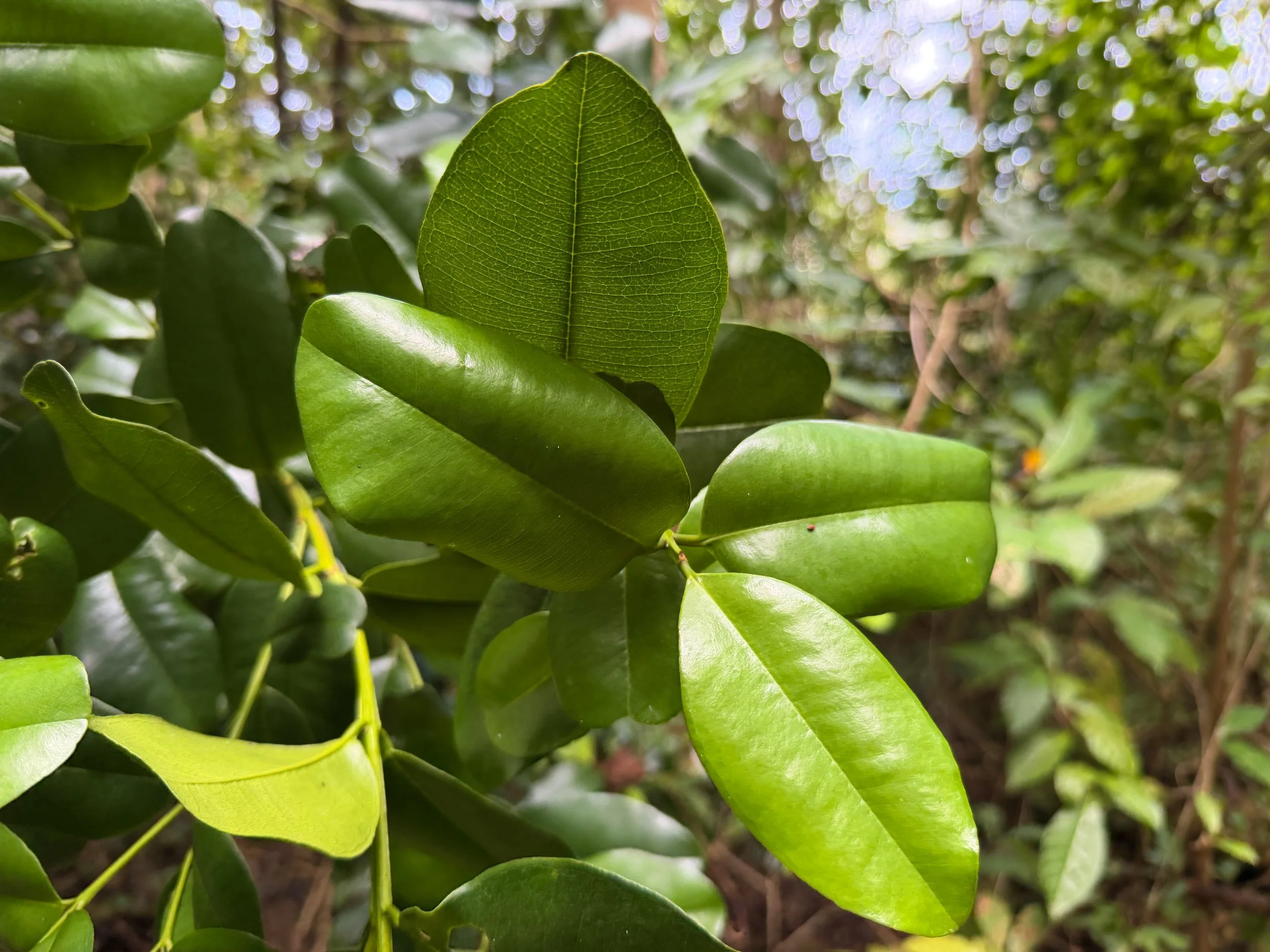 Bay Rum Pimenta racemosa