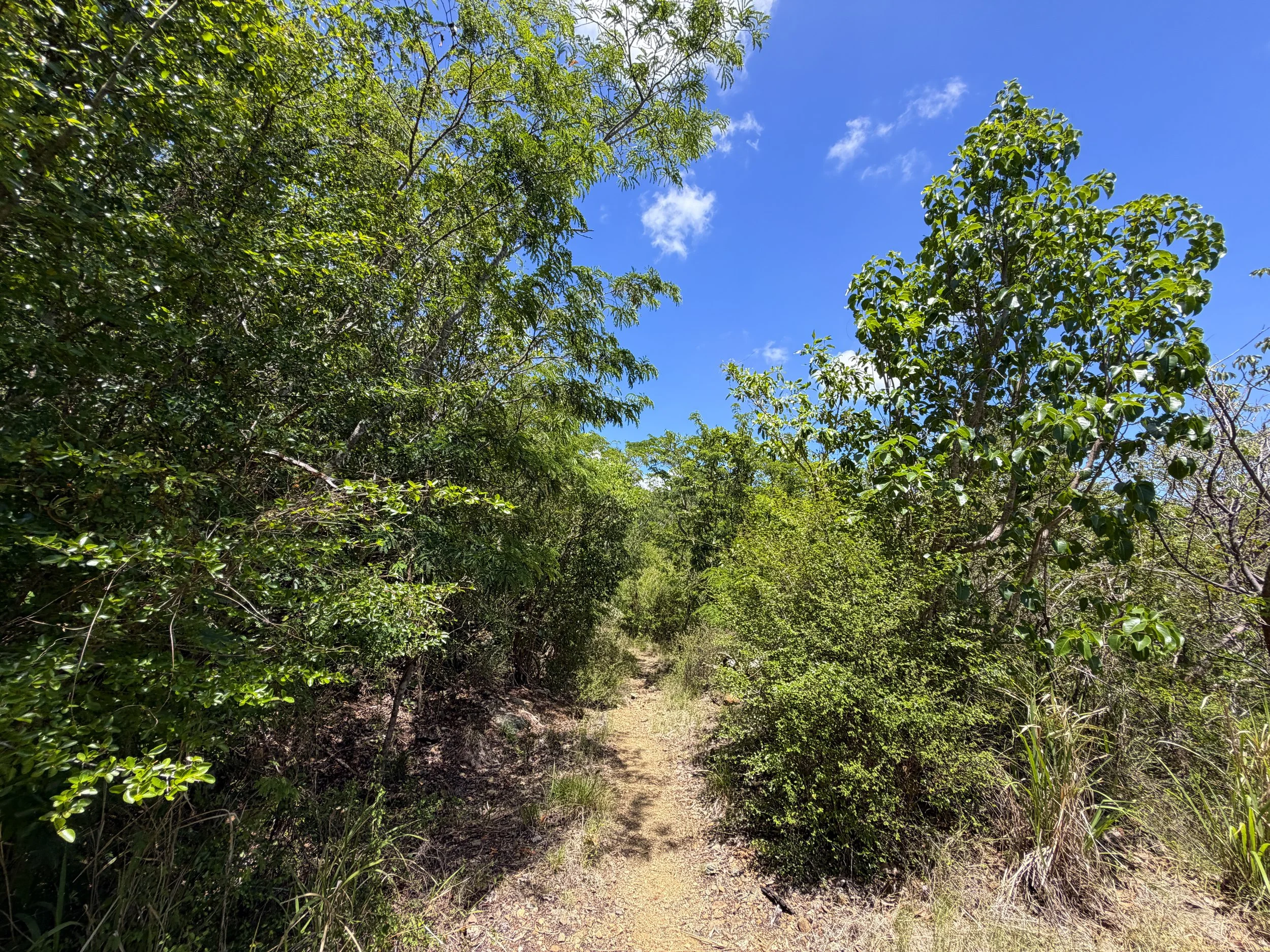L'Esperance Trail to Reef Bay Virgin Islands National Park