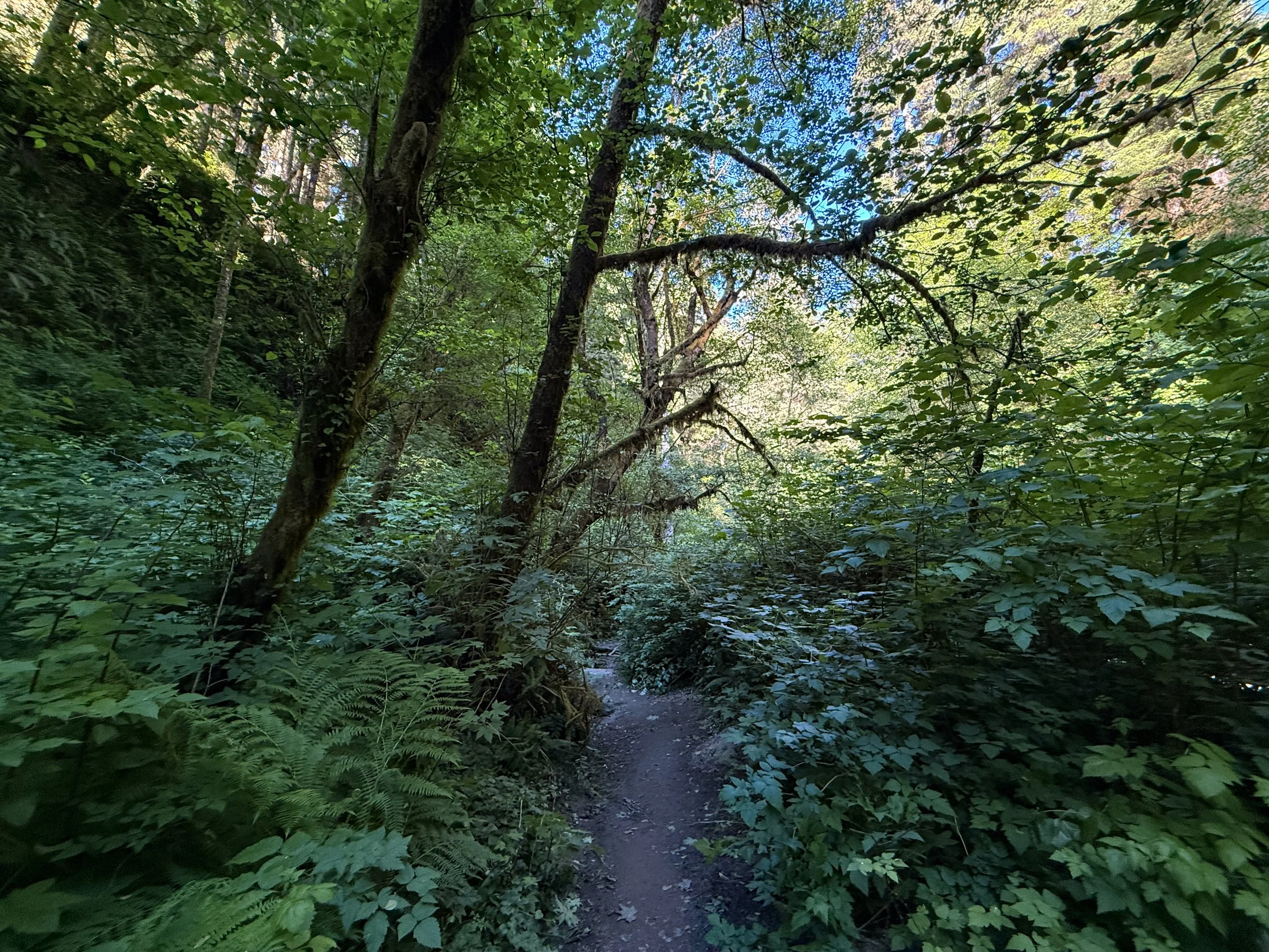 Fern Canyon Trail Prairie Creek Redwoods State Park California
