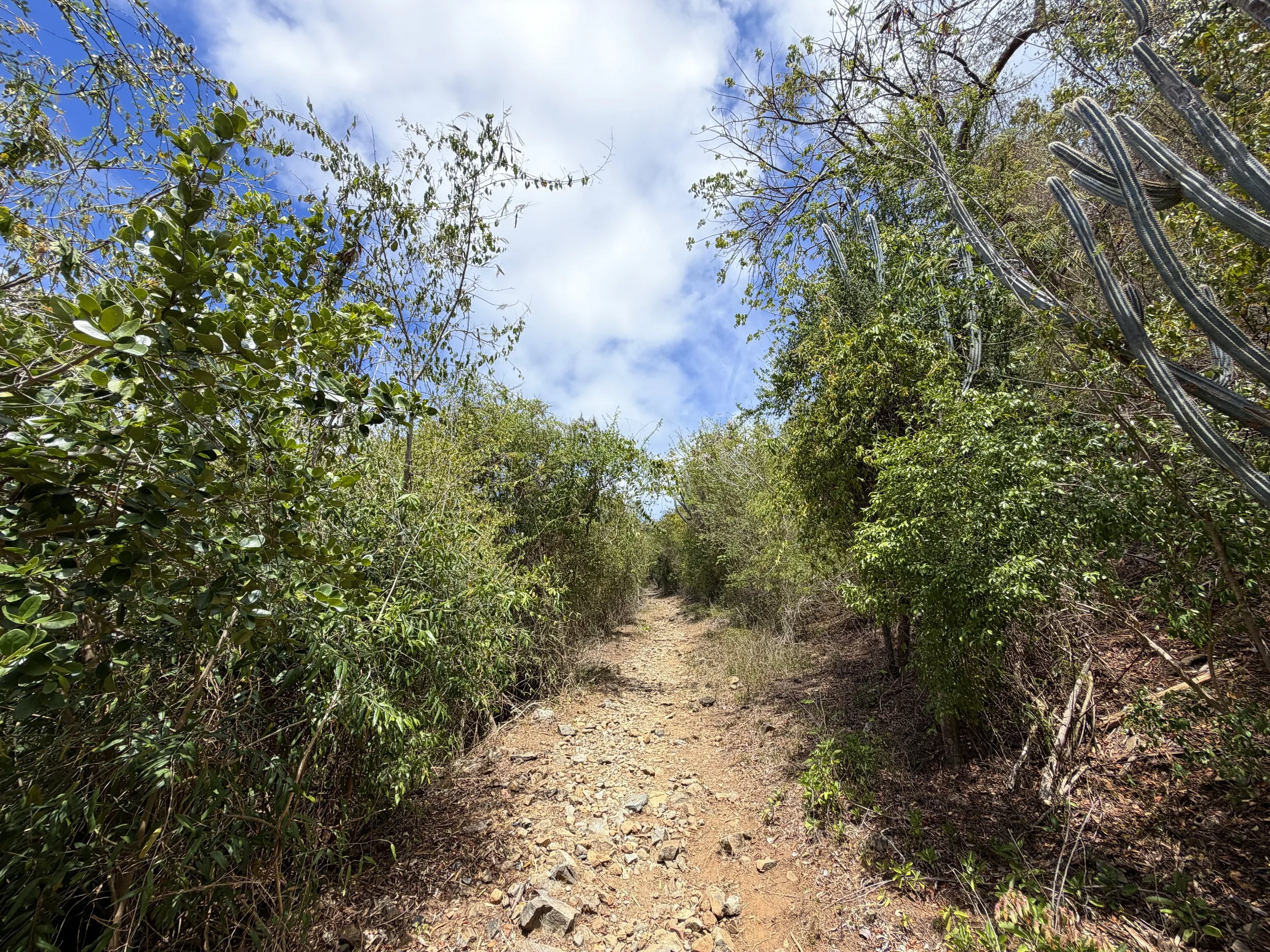 Brown Bay Trail Virgin Islands National Park