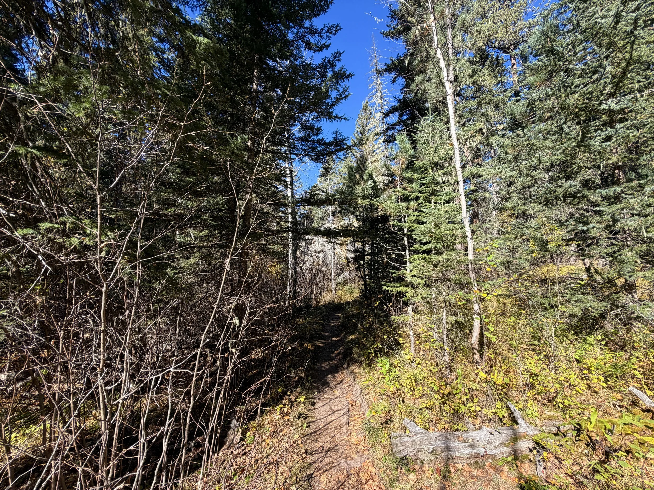 Sunday Gulch Loop Trail Custer State Park Black Hills South Dakota