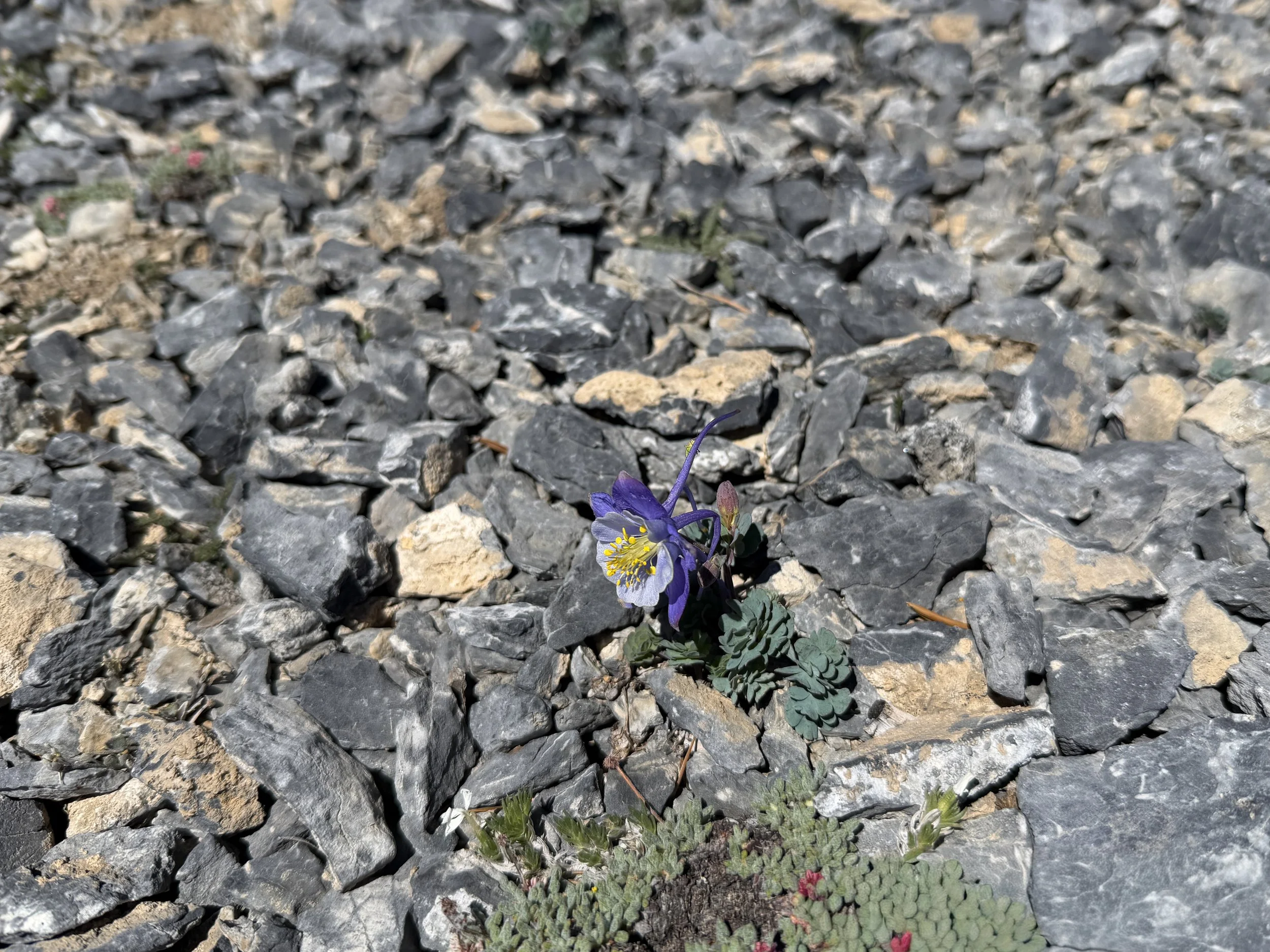 Rock Columbine Aquilegia scopulorum