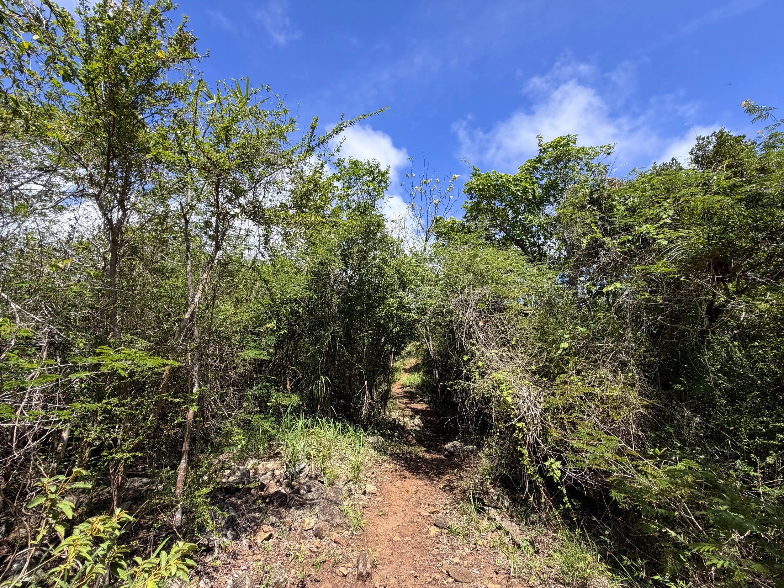 Caneel Hill Trail to Margaret Hill Virgin Islands National Park