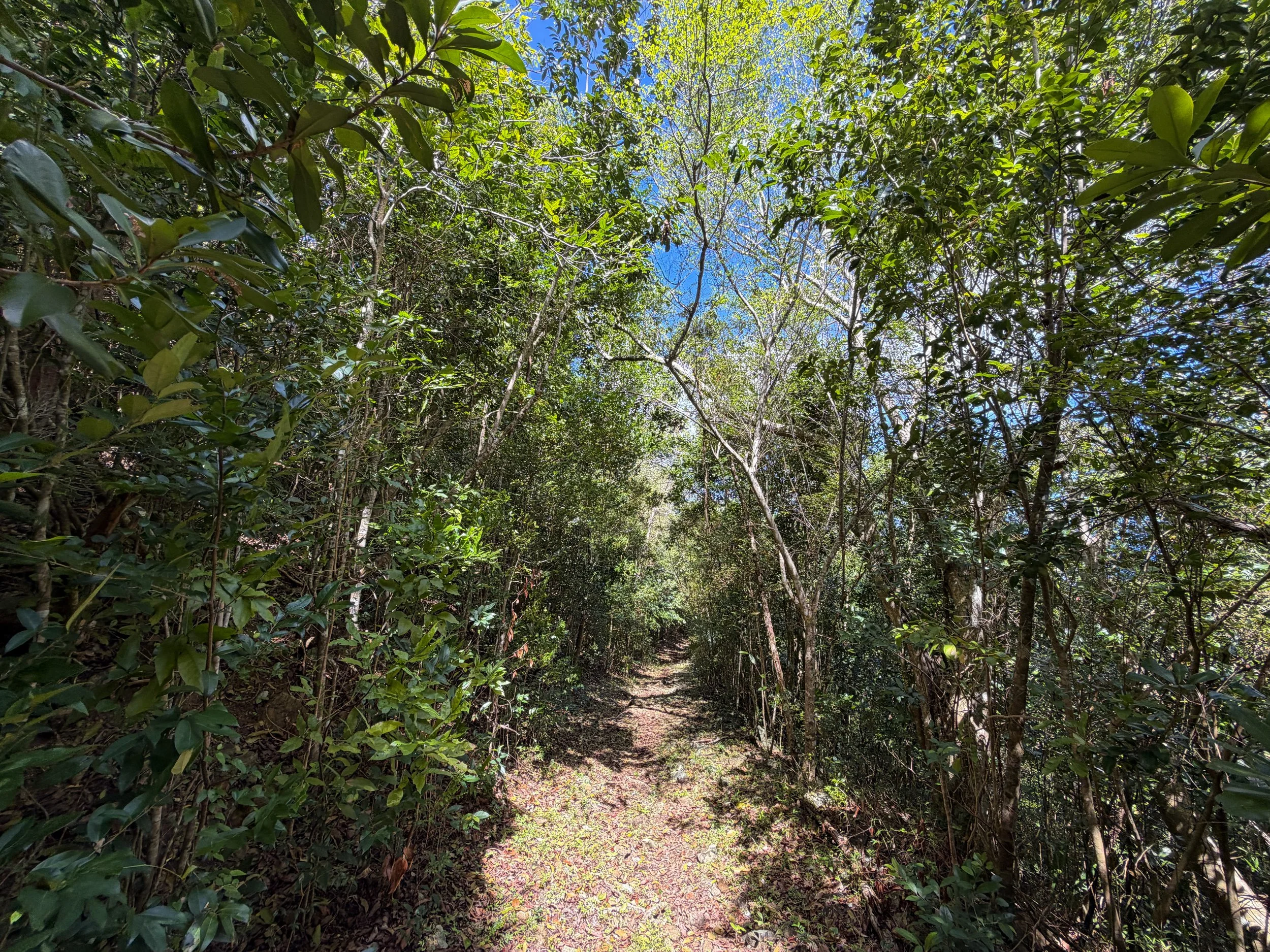 Water Catchment Trail Virgin Islands National Park