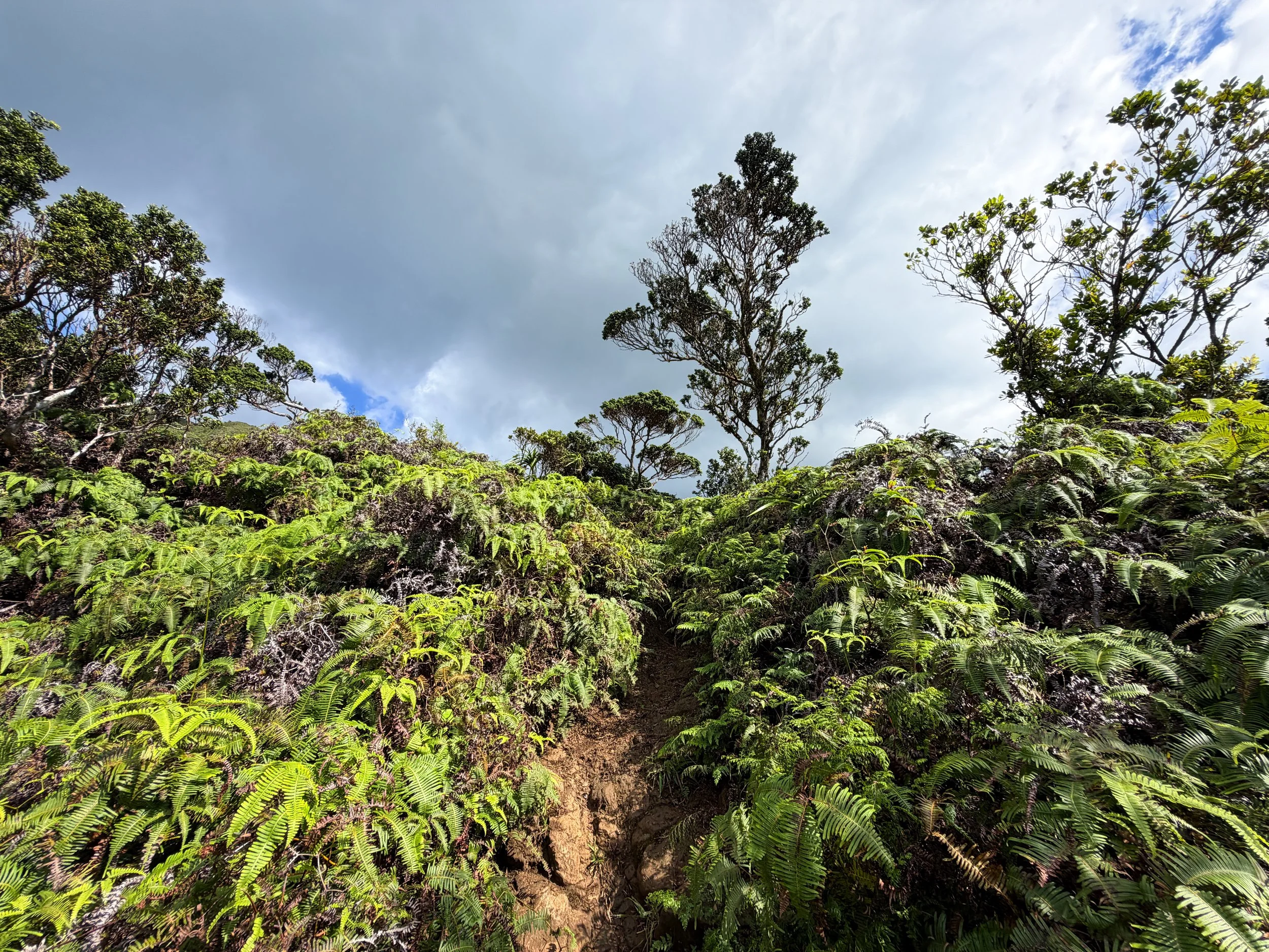 Kaau Crater Trail Oahu Hawaii