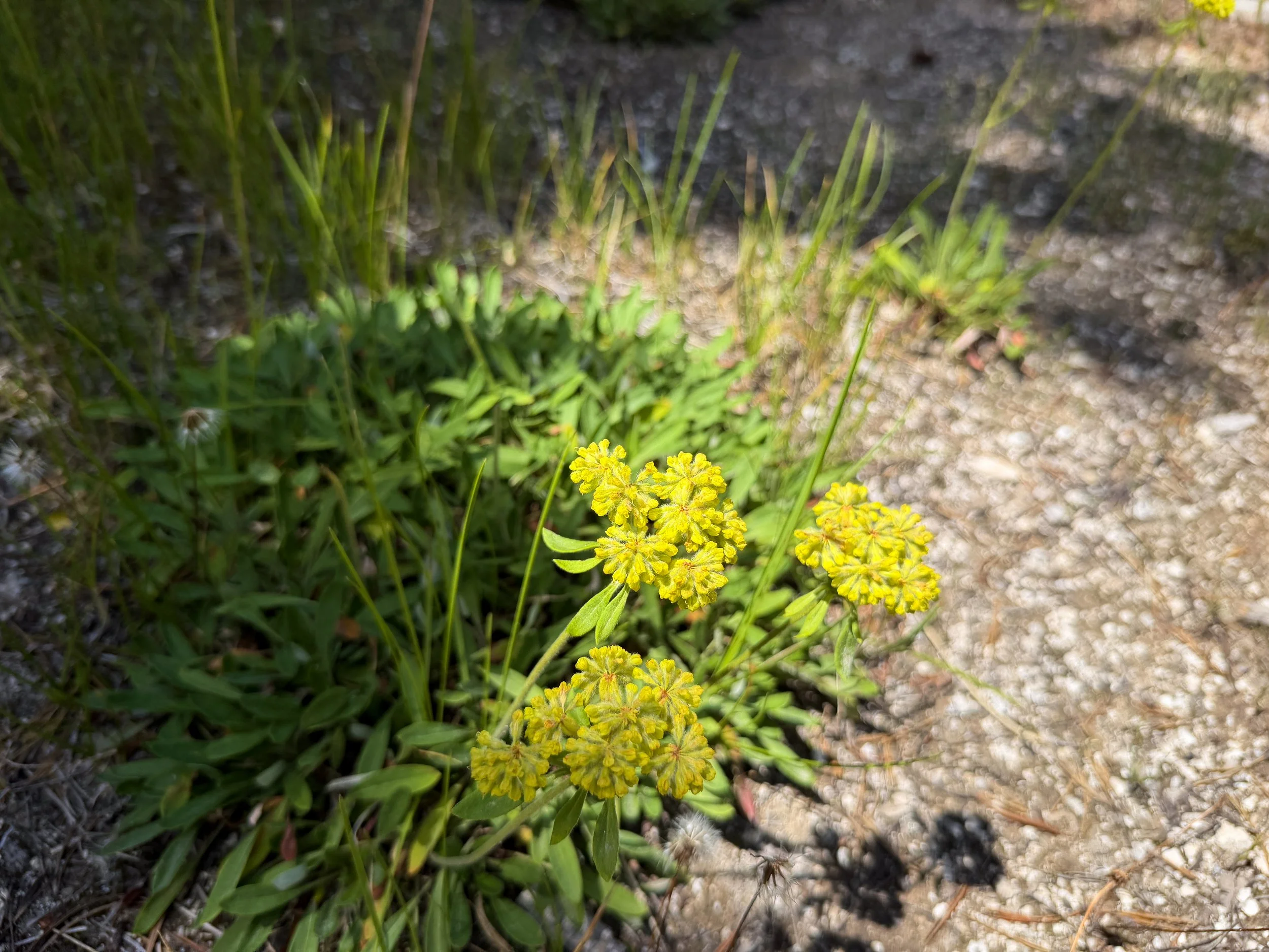 Sulphur Flower Wild Buckwheat Eriogonum umbellatum